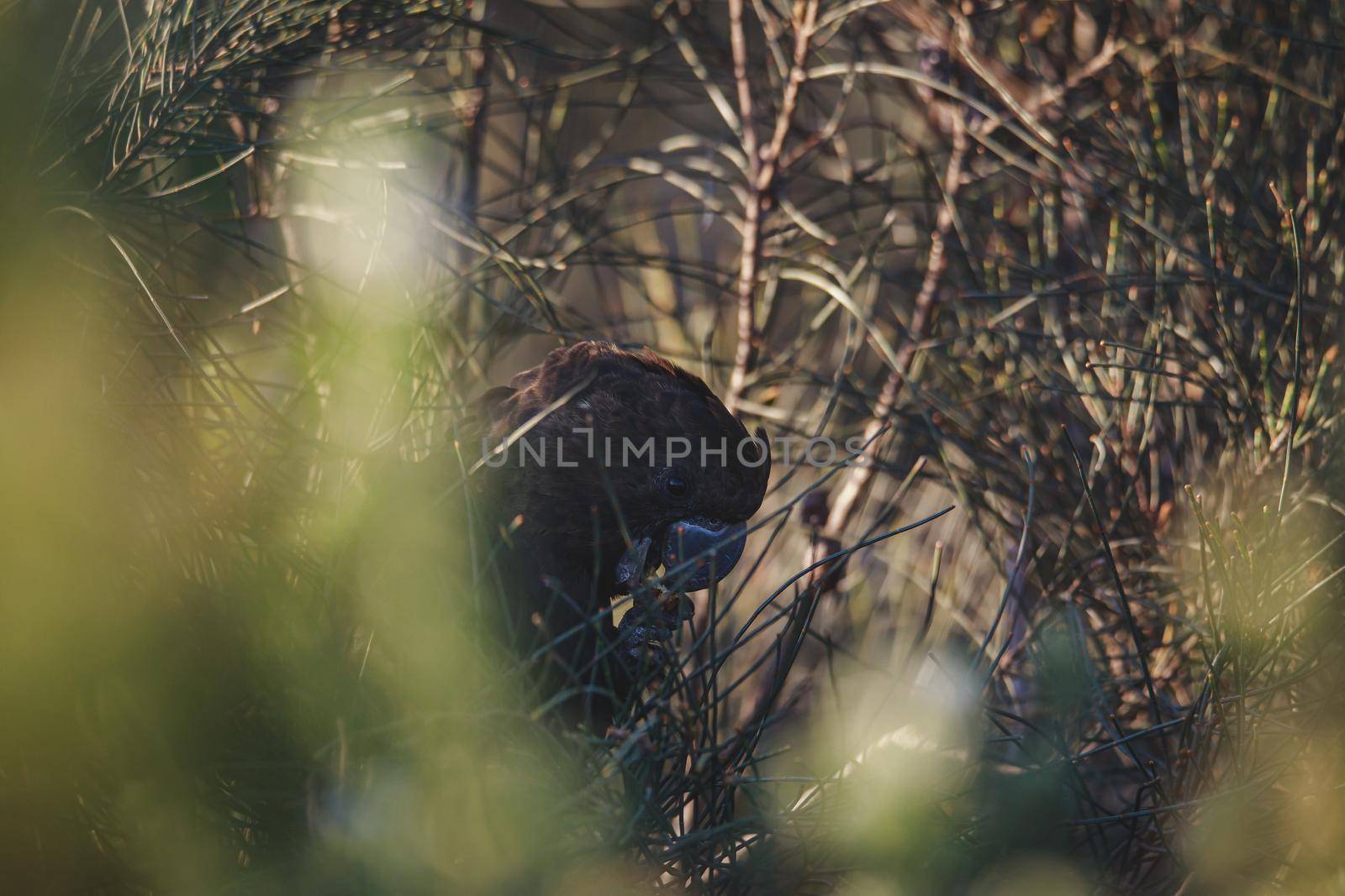 Glossy Black Cockatoo, Ulladulla, NSW, Australia. by braydenstanfordphoto