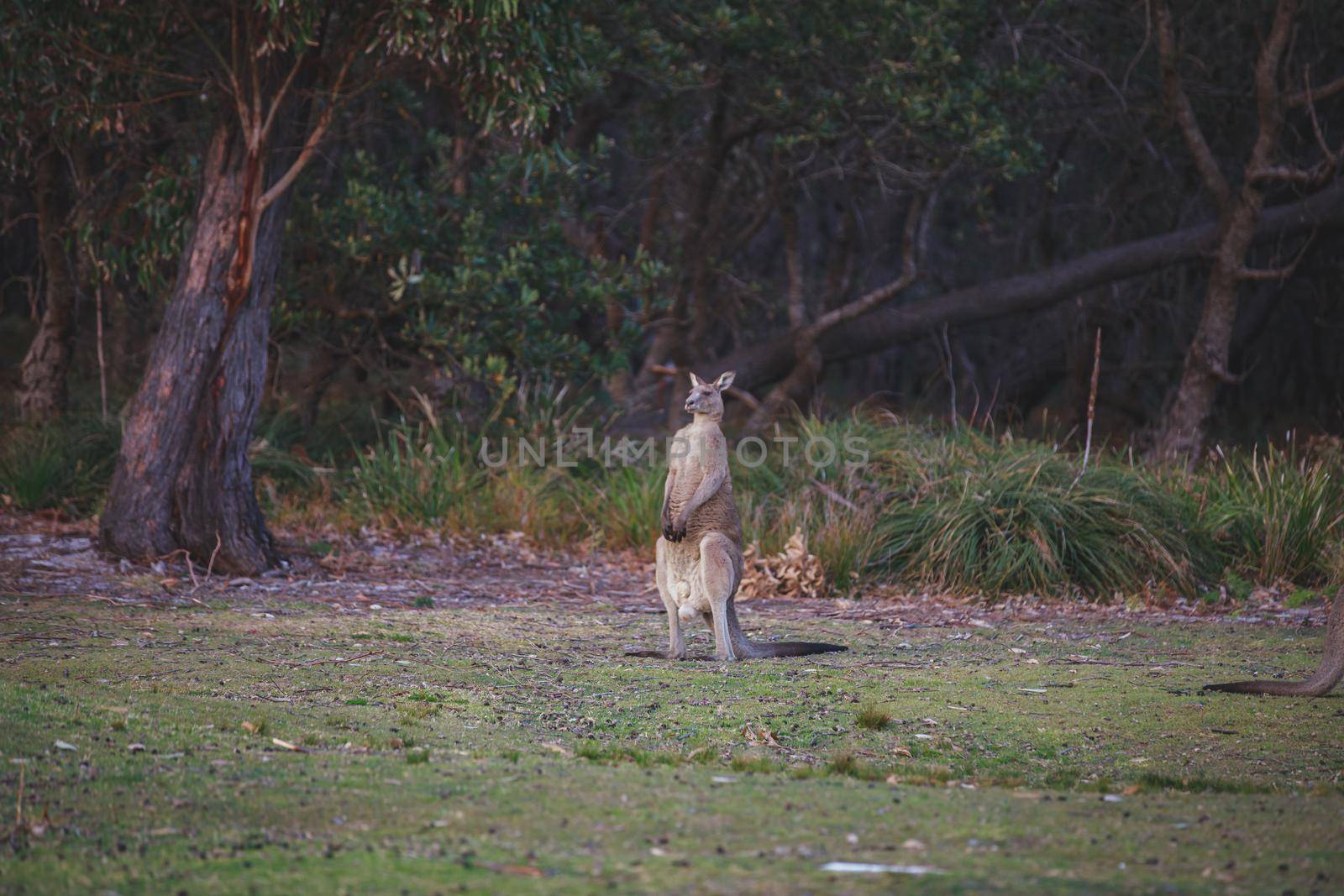 Female Eastern Grey Kangaroo with her Joey. High quality photo