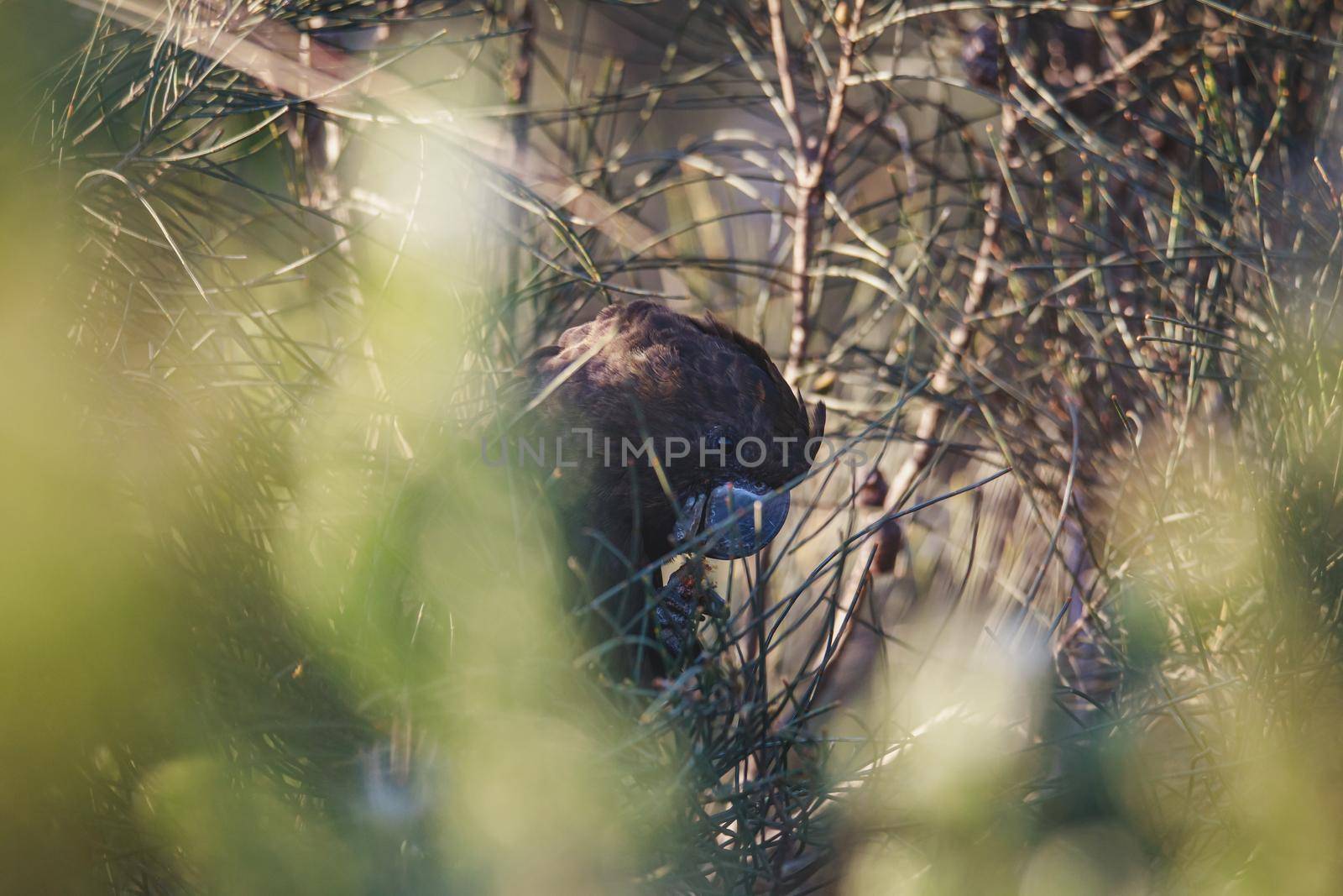 Glossy Black Cockatoo, Ulladulla, NSW, Australia. High quality photo