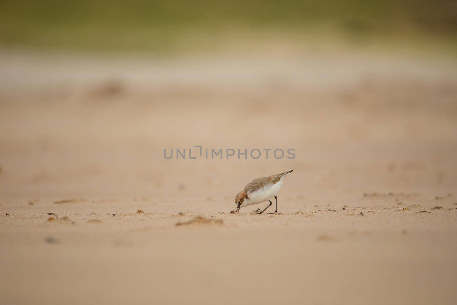 Red-capped plover on the foreshore by braydenstanfordphoto