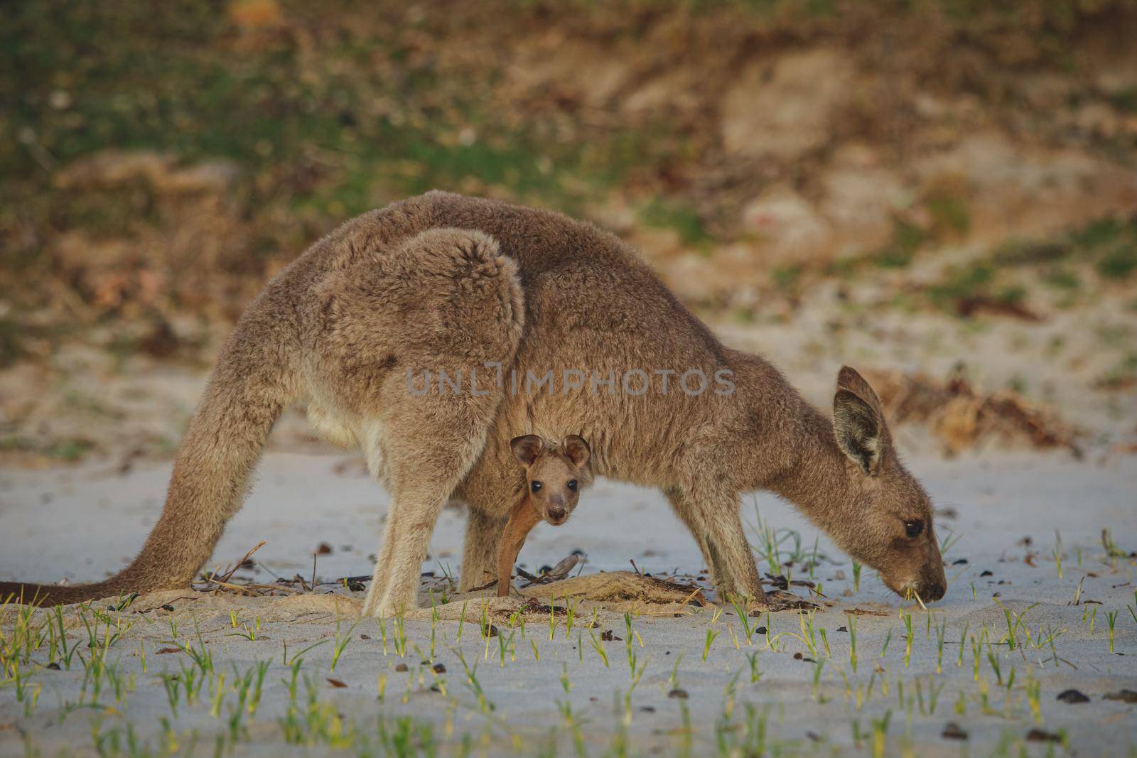 Female Eastern Grey Kangaroo with her Joey. High quality photo