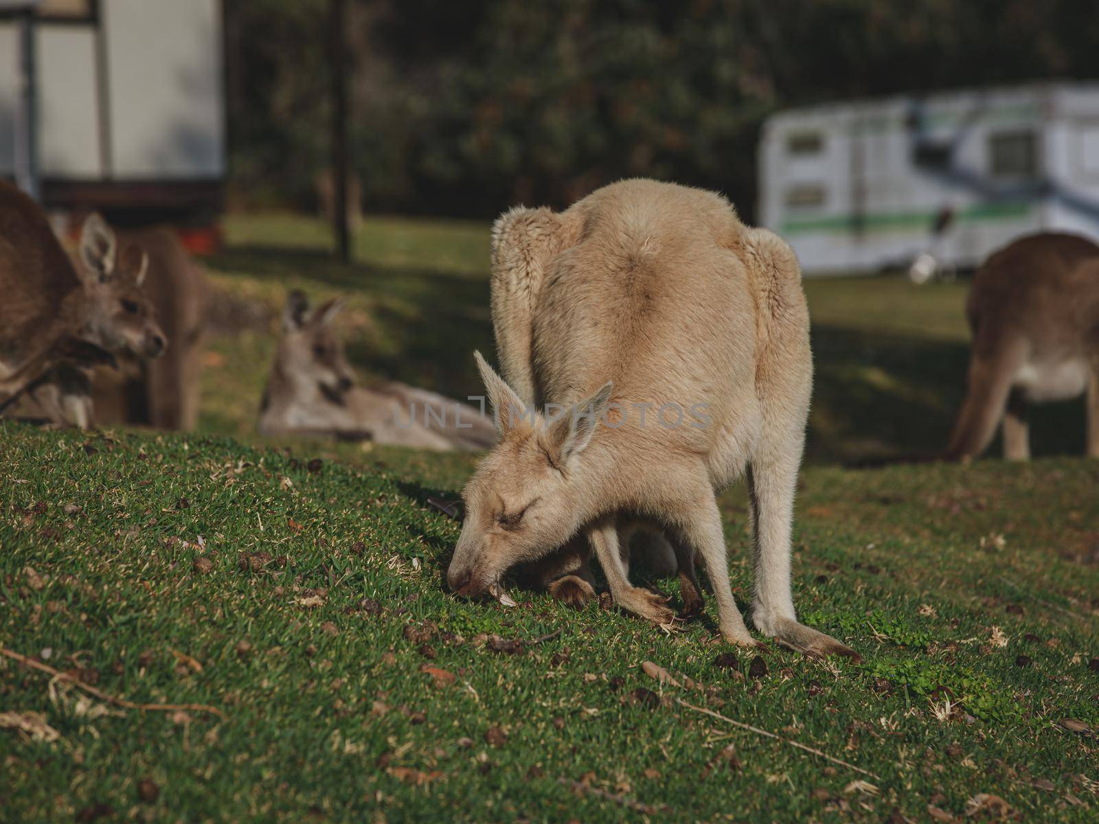 White kangaroo grazing with her joey. by braydenstanfordphoto