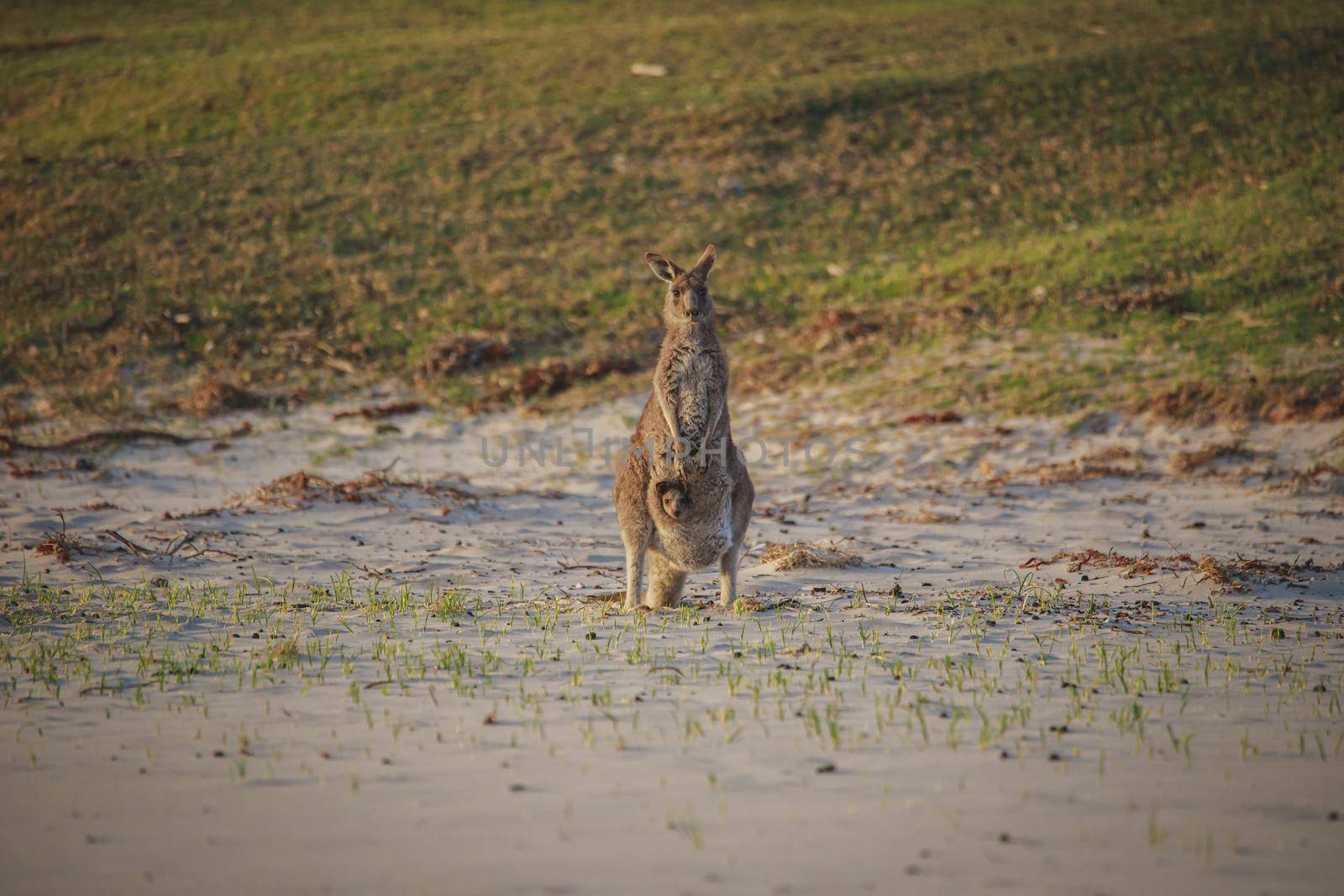 Female Eastern Grey Kangaroo with her Joey. High quality photo