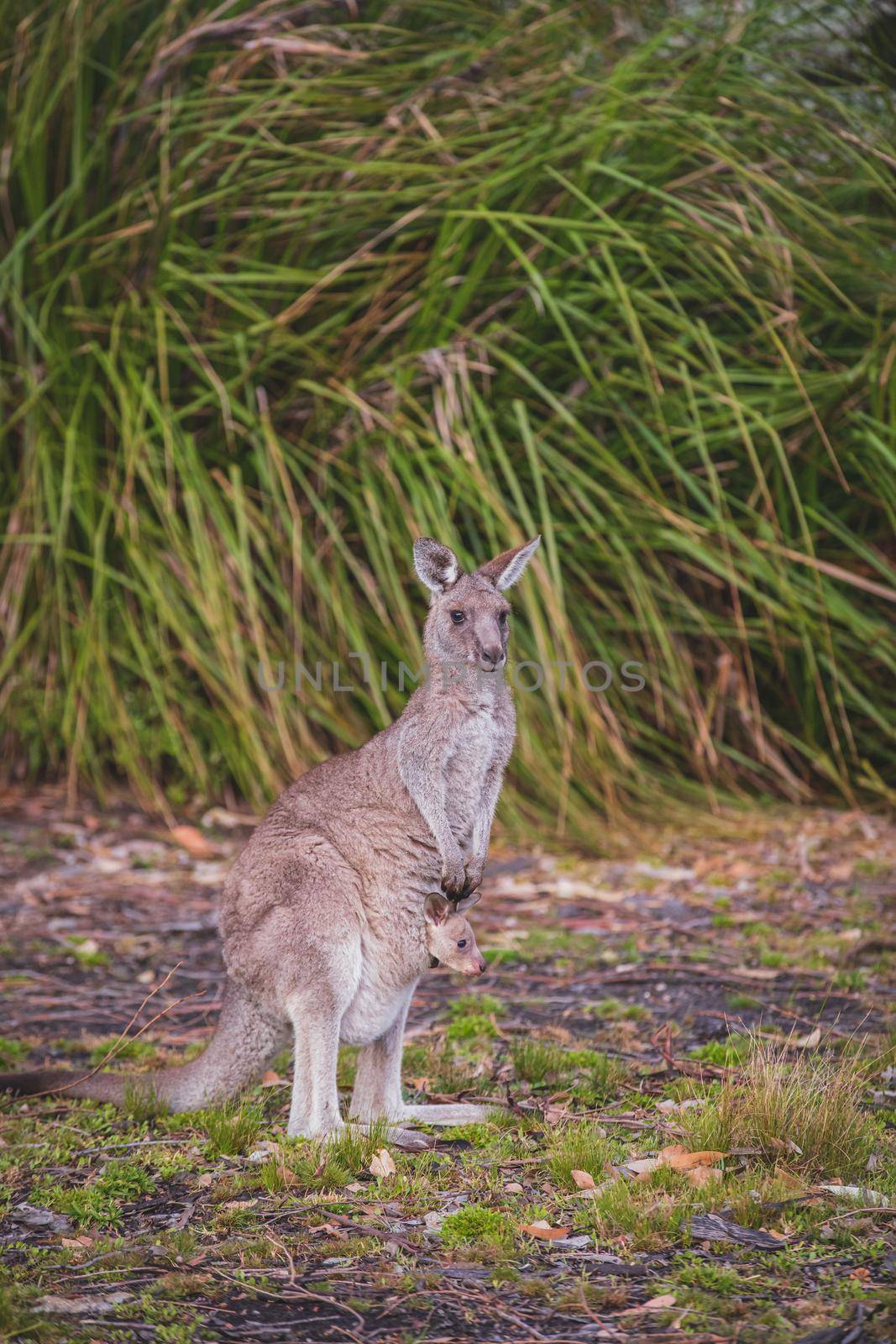 Female Eastern Grey Kangaroo with her Joey. High quality photo