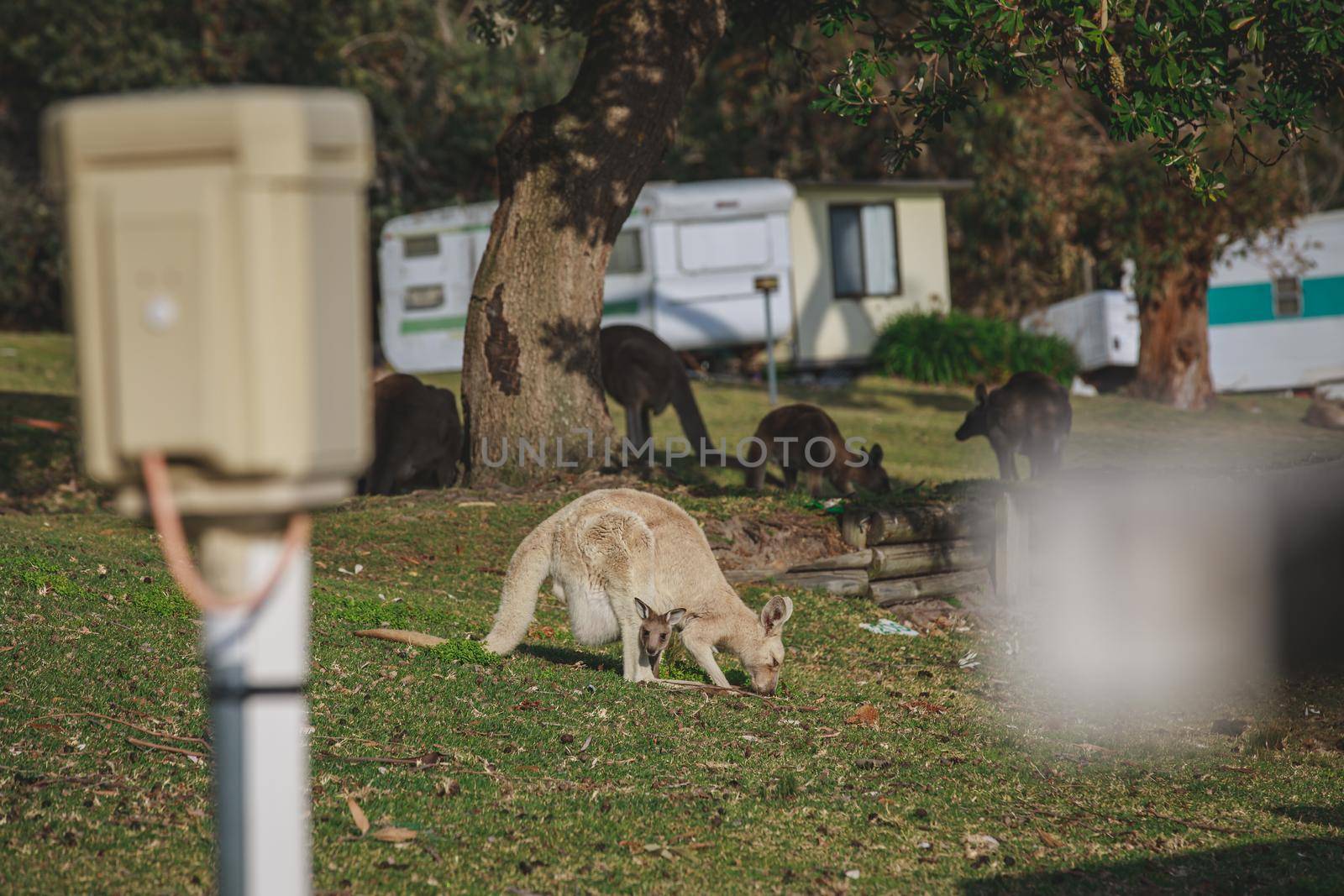 White kangaroo grazing with her joey, Australia . High quality photo