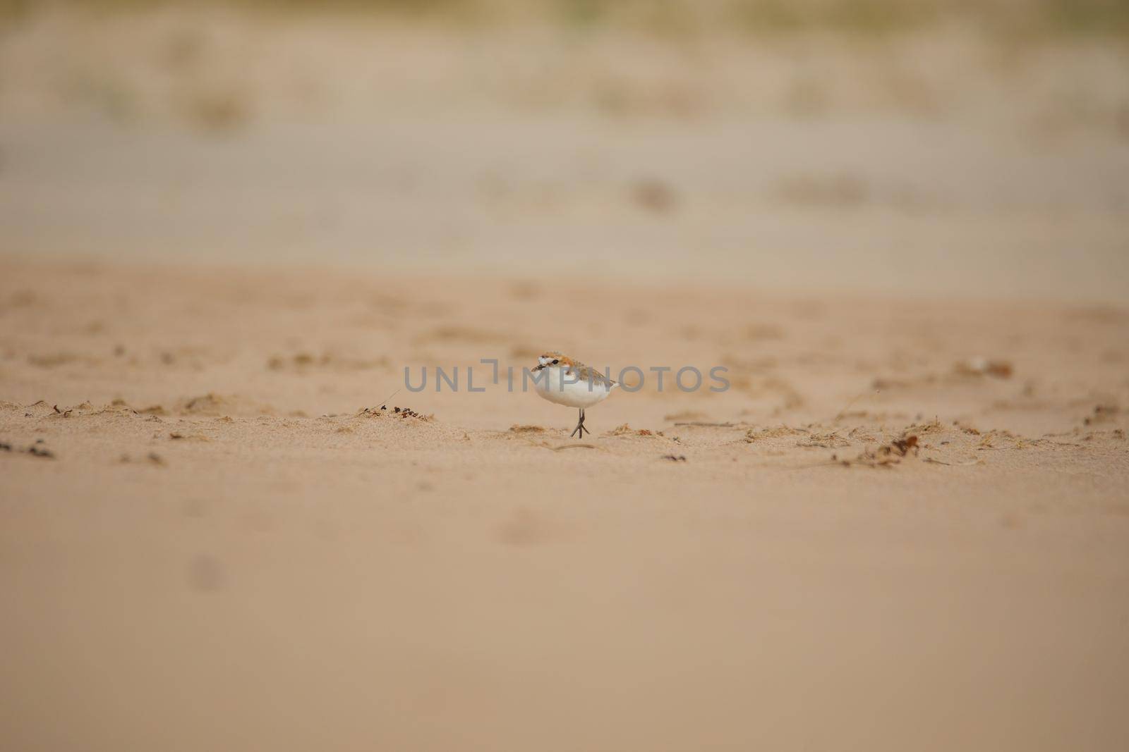 Red-capped plover on the foreshore by braydenstanfordphoto