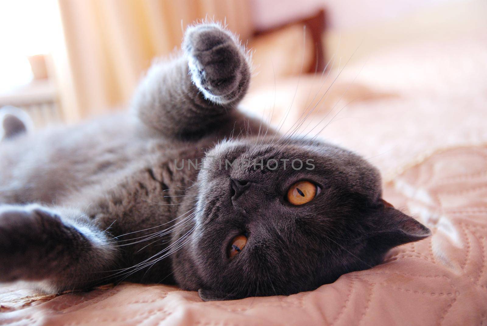 a gray cat of British or Scottish breed lies on the bed in the light from the window