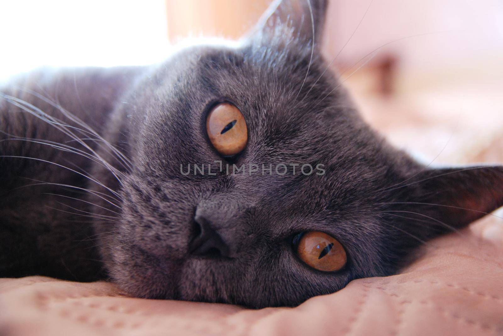 a gray cat of British or Scottish breed lies on the bed in the light from the window