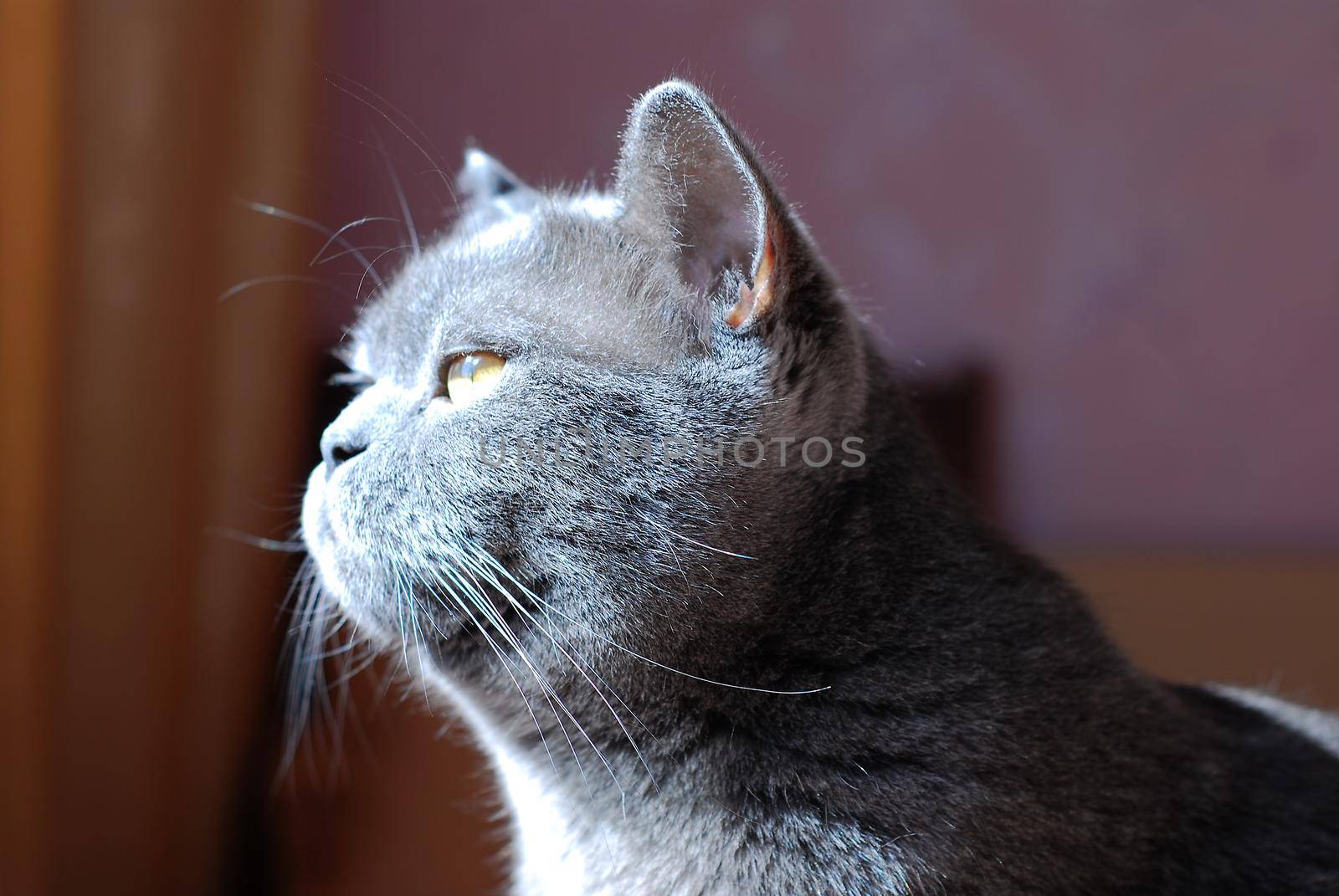 a gray cat of British or Scottish breed lies on the bed in the light from the window