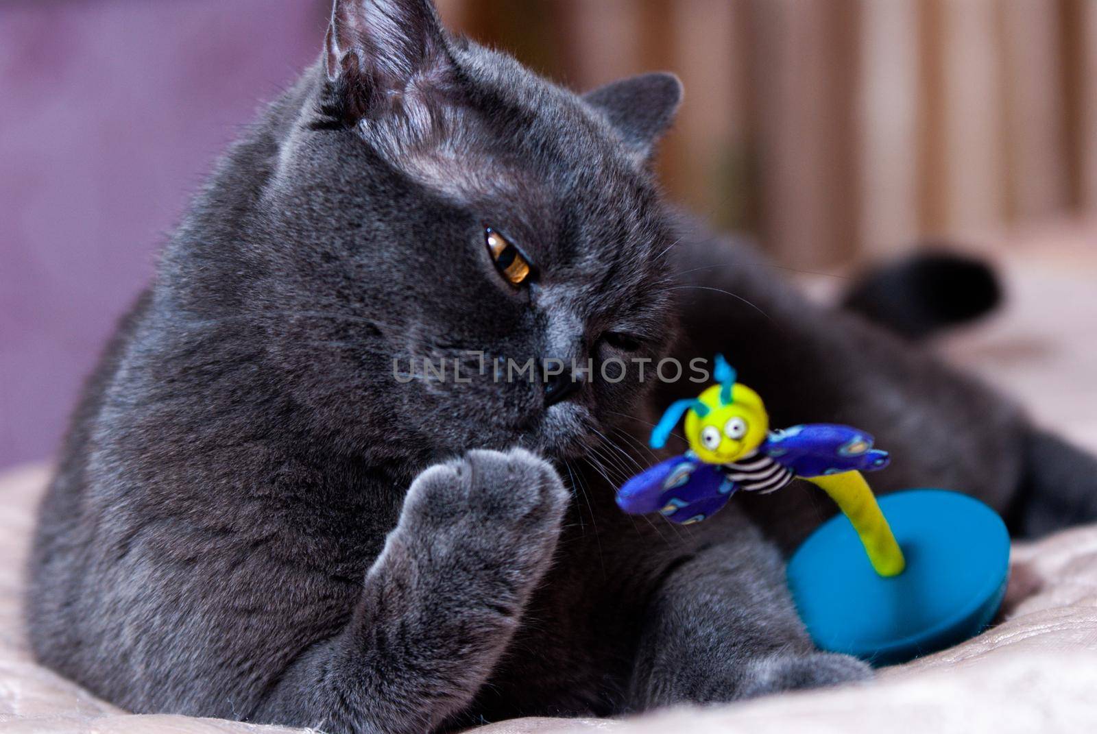 a gray cat of British or Scottish breed lies on the bed in the light from the window