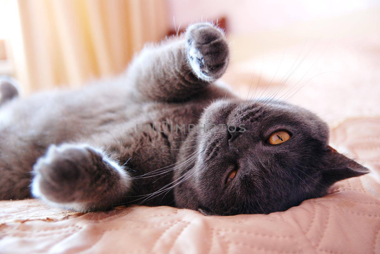 a gray cat of British or Scottish breed lies on the bed in the light from the window