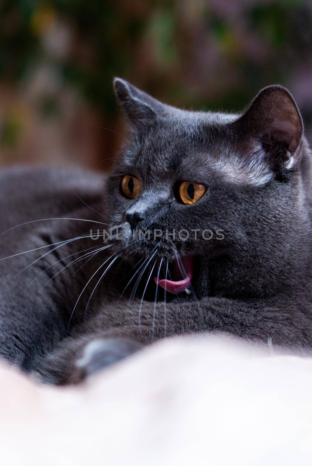 a gray cat of British or Scottish breed lies on the bed in the light from the window