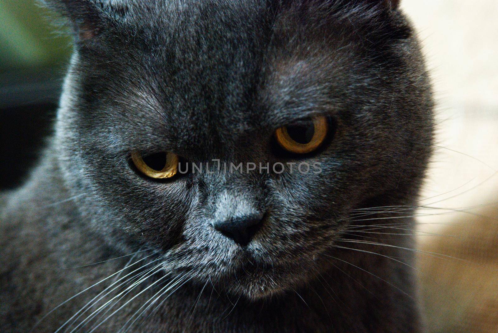 a gray cat of British or Scottish breed lies on the bed in the light from the window