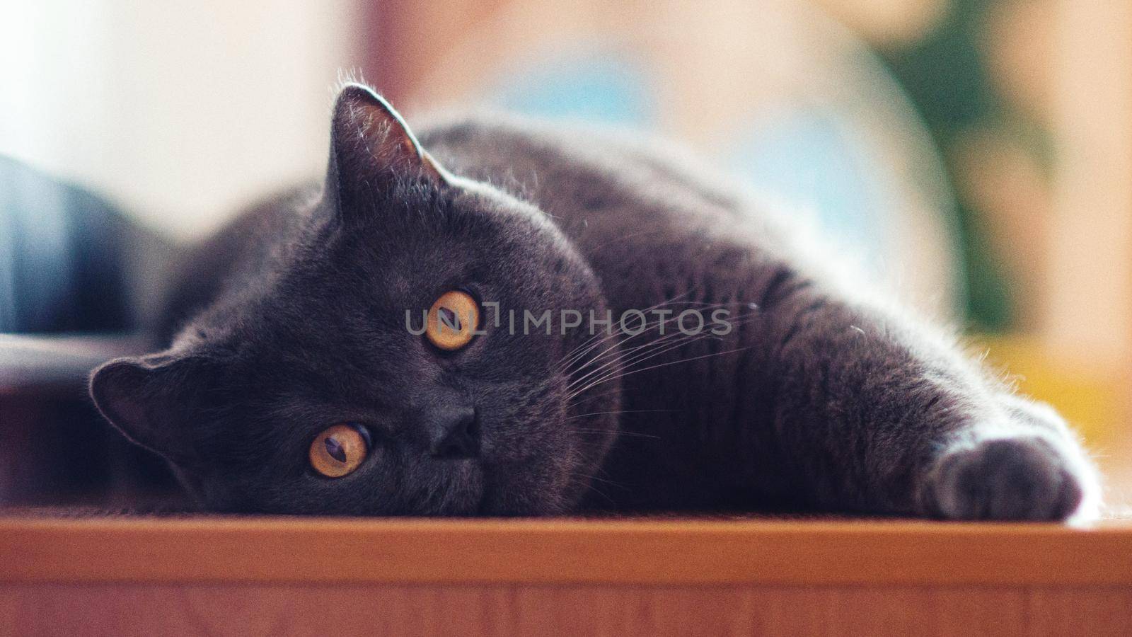 a gray cat of British or Scottish breed lies on the bed in the light from the window