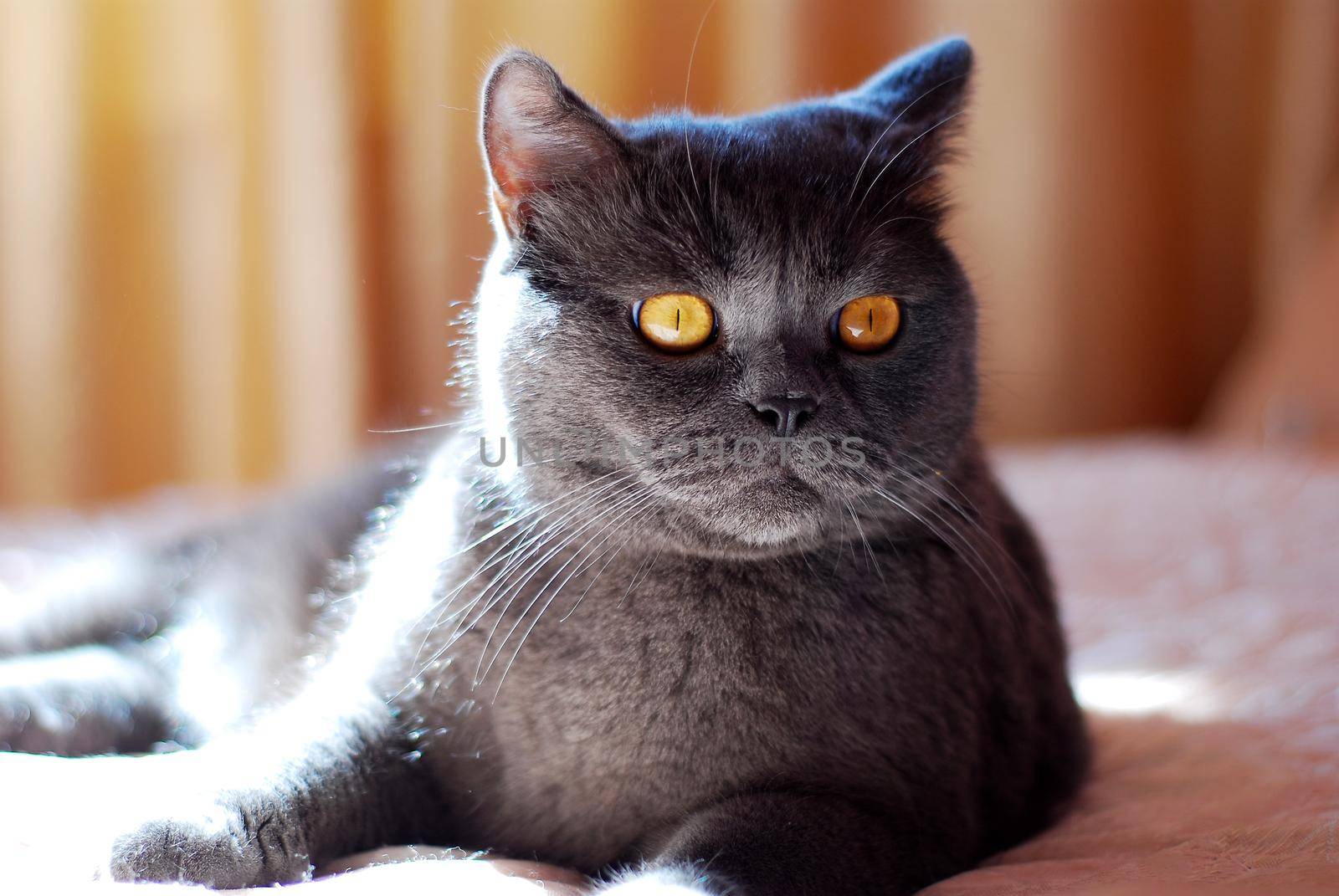 a gray cat of British or Scottish breed lies on the bed in the light from the window