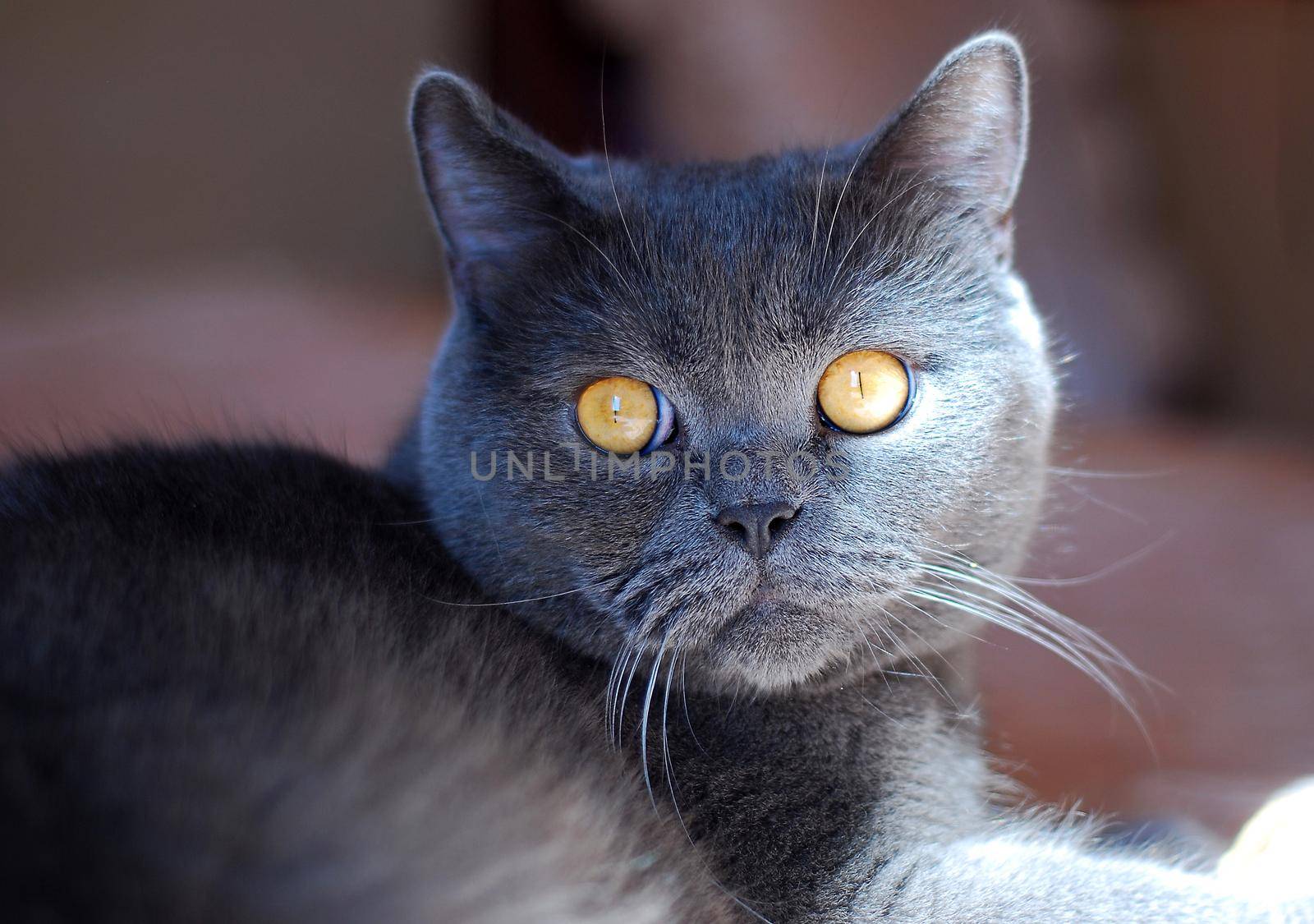 a gray cat of British or Scottish breed lies on the bed in the light from the window