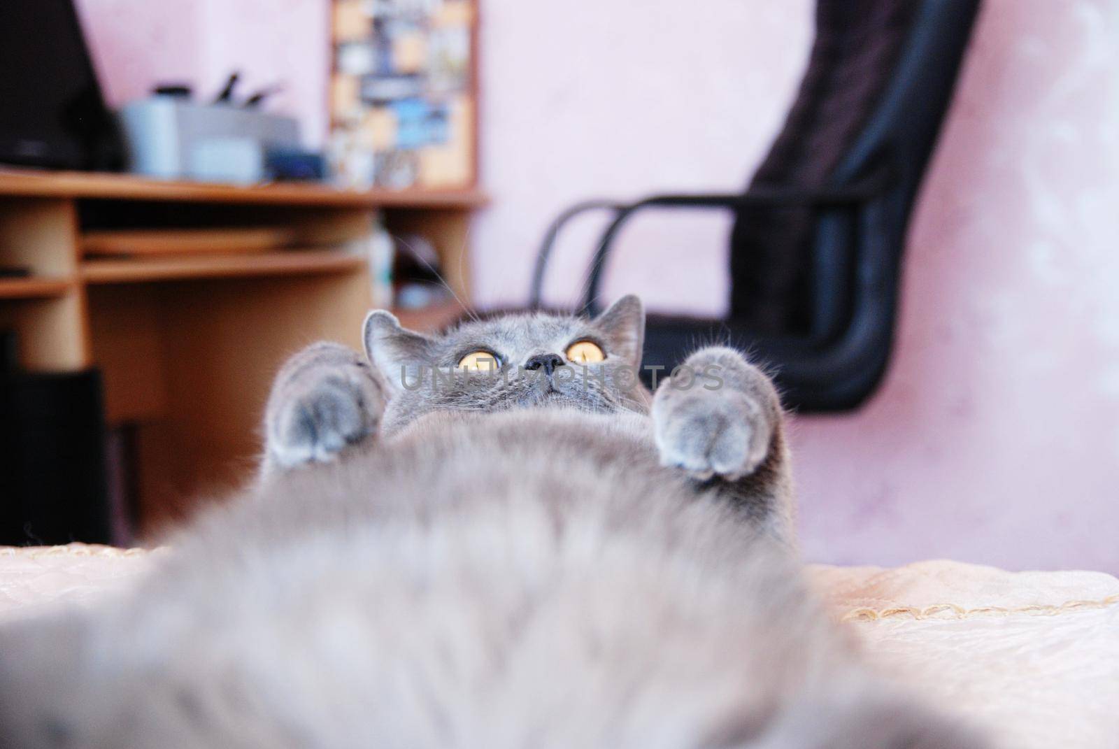 a gray cat of British or Scottish breed lies on the bed in the light from the window