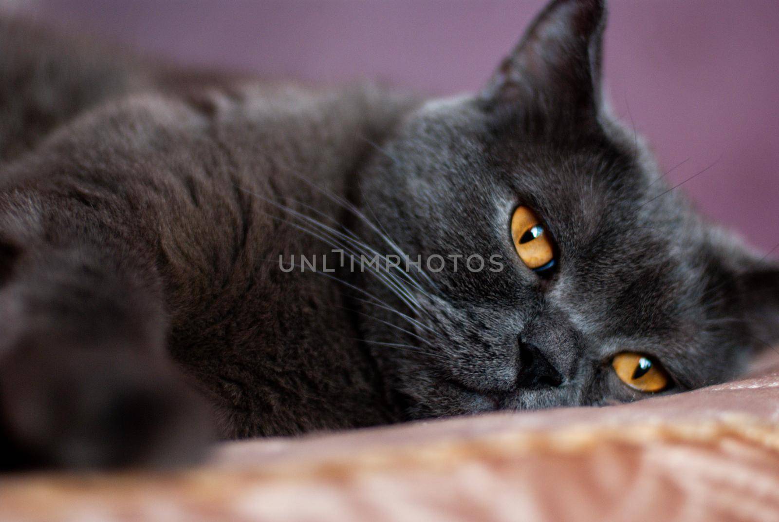 a gray cat of British or Scottish breed lies on the bed in the light from the window