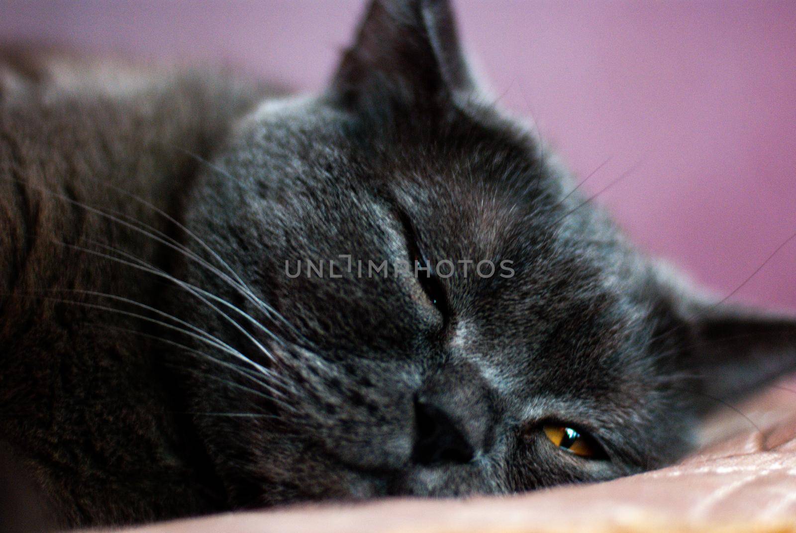 a gray cat of British or Scottish breed lies on the bed in the light from the window