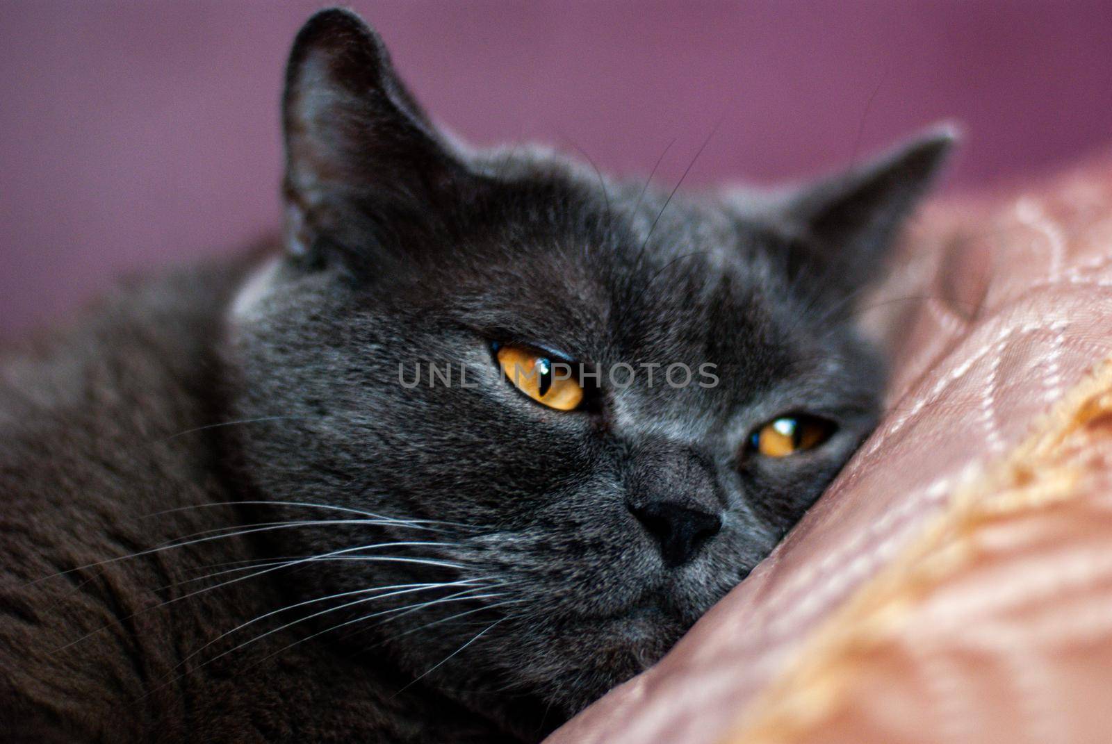 a gray cat of British or Scottish breed lies on the bed in the light from the window