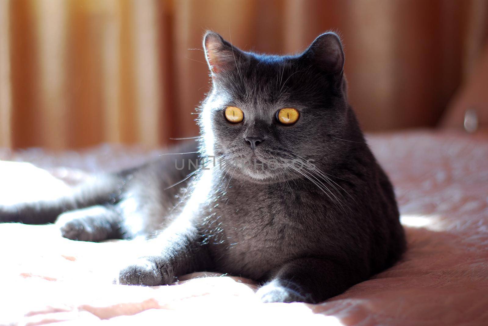 a gray cat of British or Scottish breed lies on the bed in the light from the window