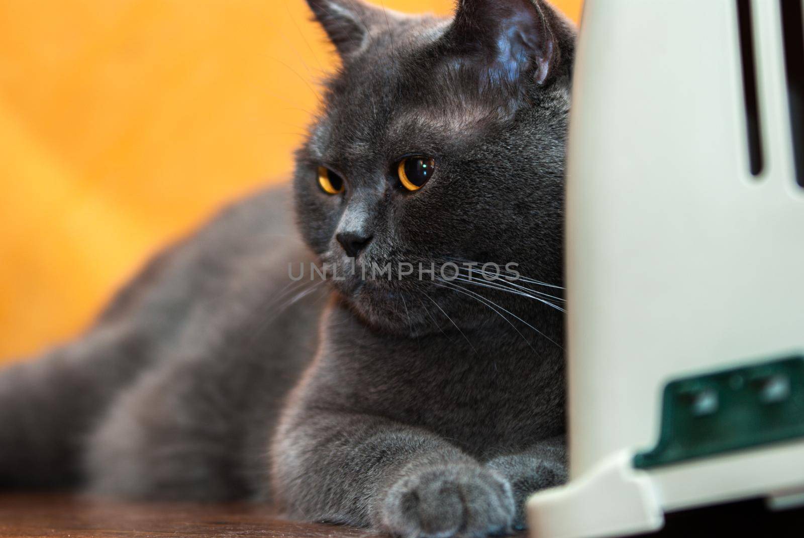 a gray cat of British or Scottish breed lies on the bed in the light from the window