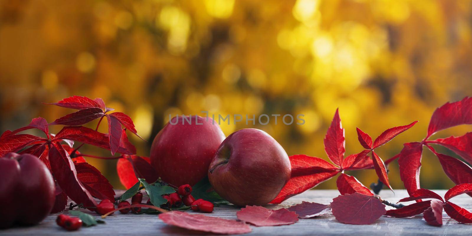 Autumn composition with apples and fallen leaves on a background of golden foliage by galsand