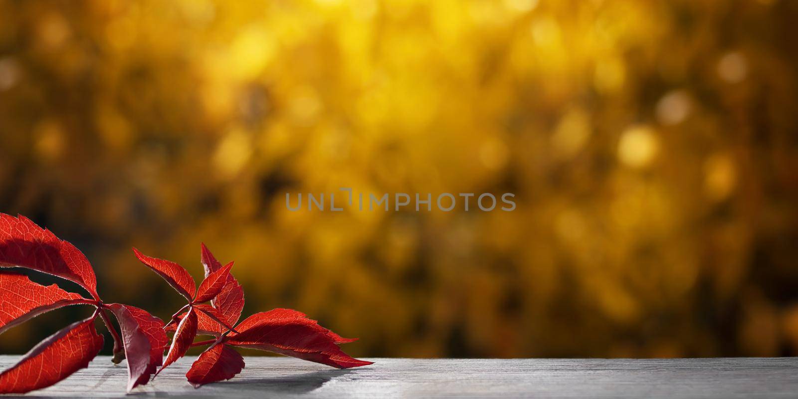 Beautiful natural autumn background with colorful leaves on a wooden table and blurred trees in the park. Blank for design, postcards or advertising by galsand