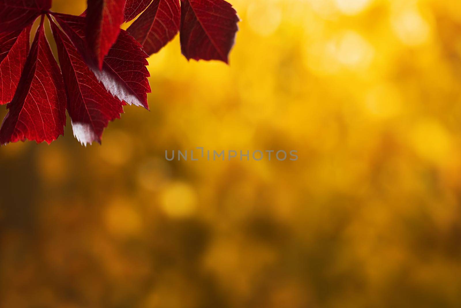 Beautiful natural autumn background with colorful leaves and blurred trees in the park. Blank for design, postcards or advertising.