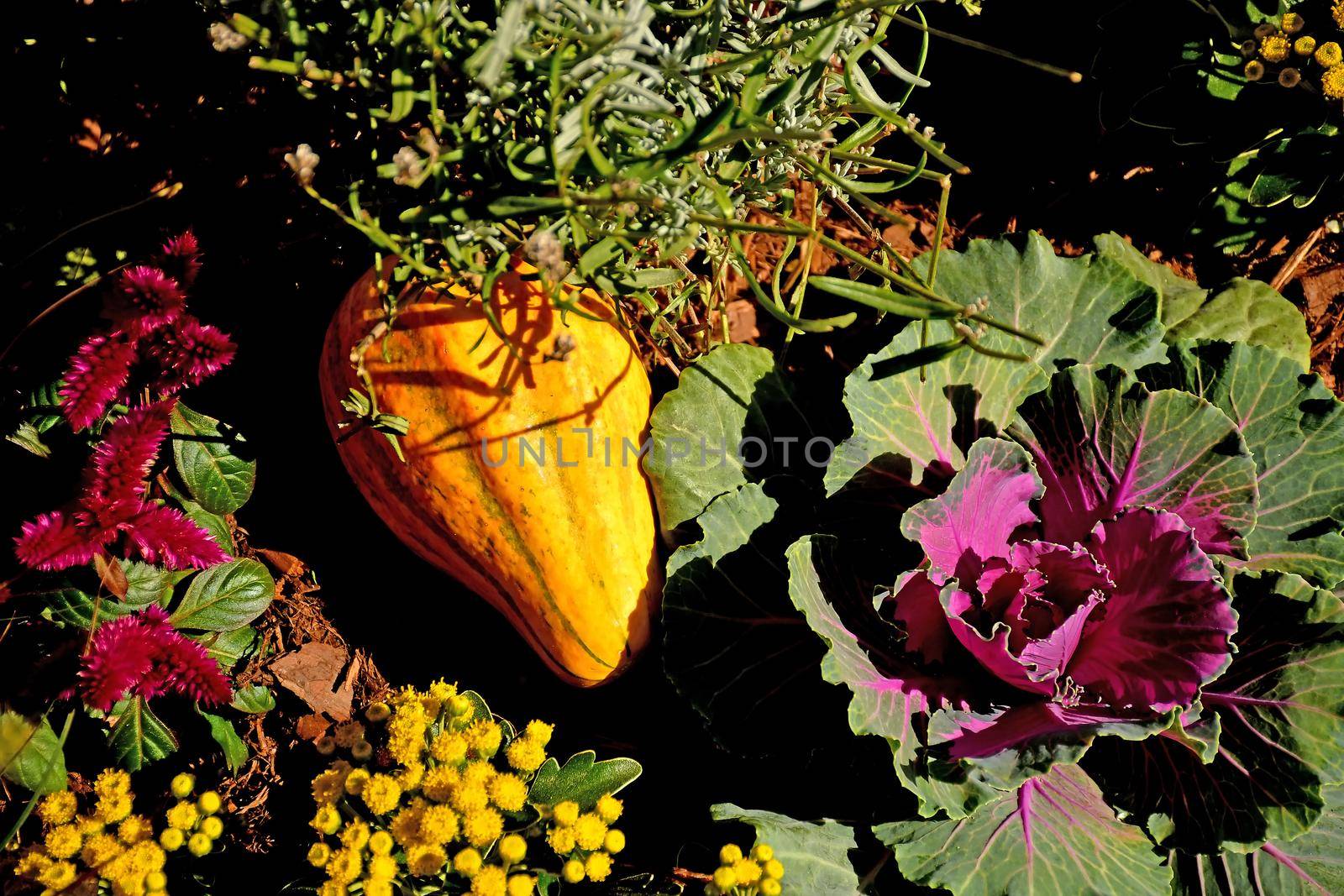 autumnal decorated garden with flowers and squash