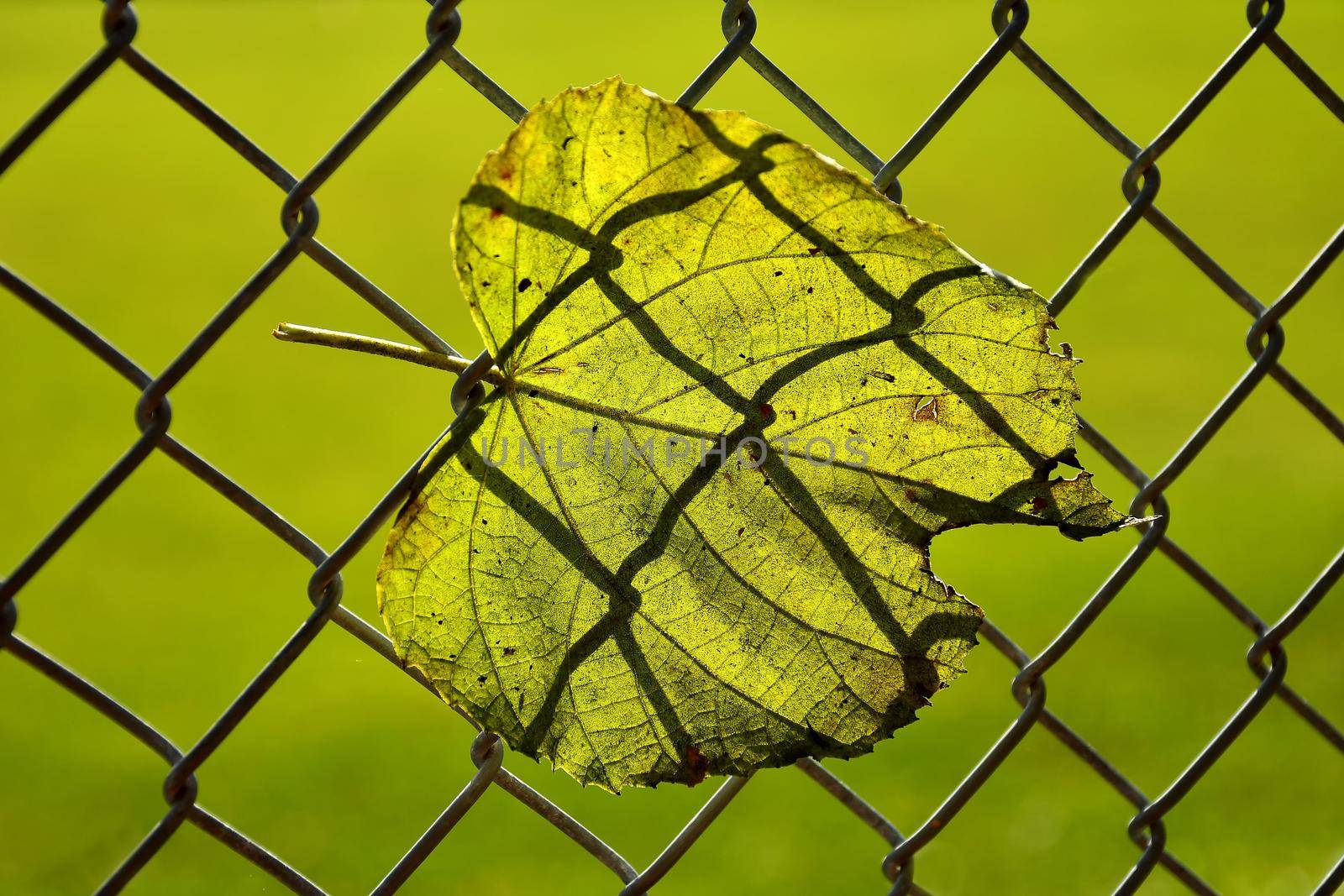 autumnal colored leaf in a fence in backlit