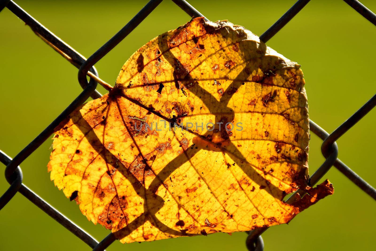 autumnal colored lime tree leaf in a fence in backlit by Jochen