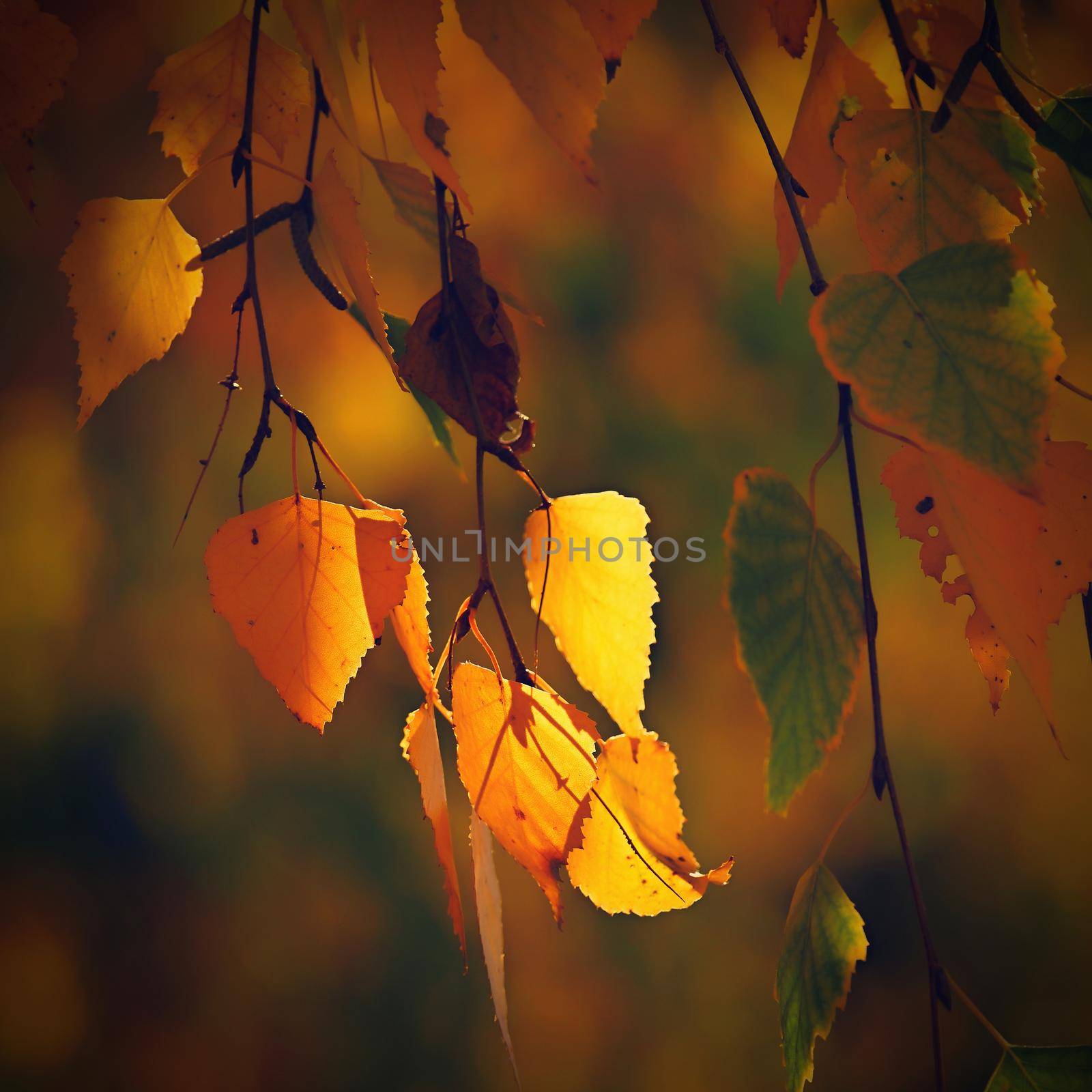 Autumn background. Beautiful colorful leaves in nature with the sun. Seasonal concept outdoors in autumn park. by Montypeter