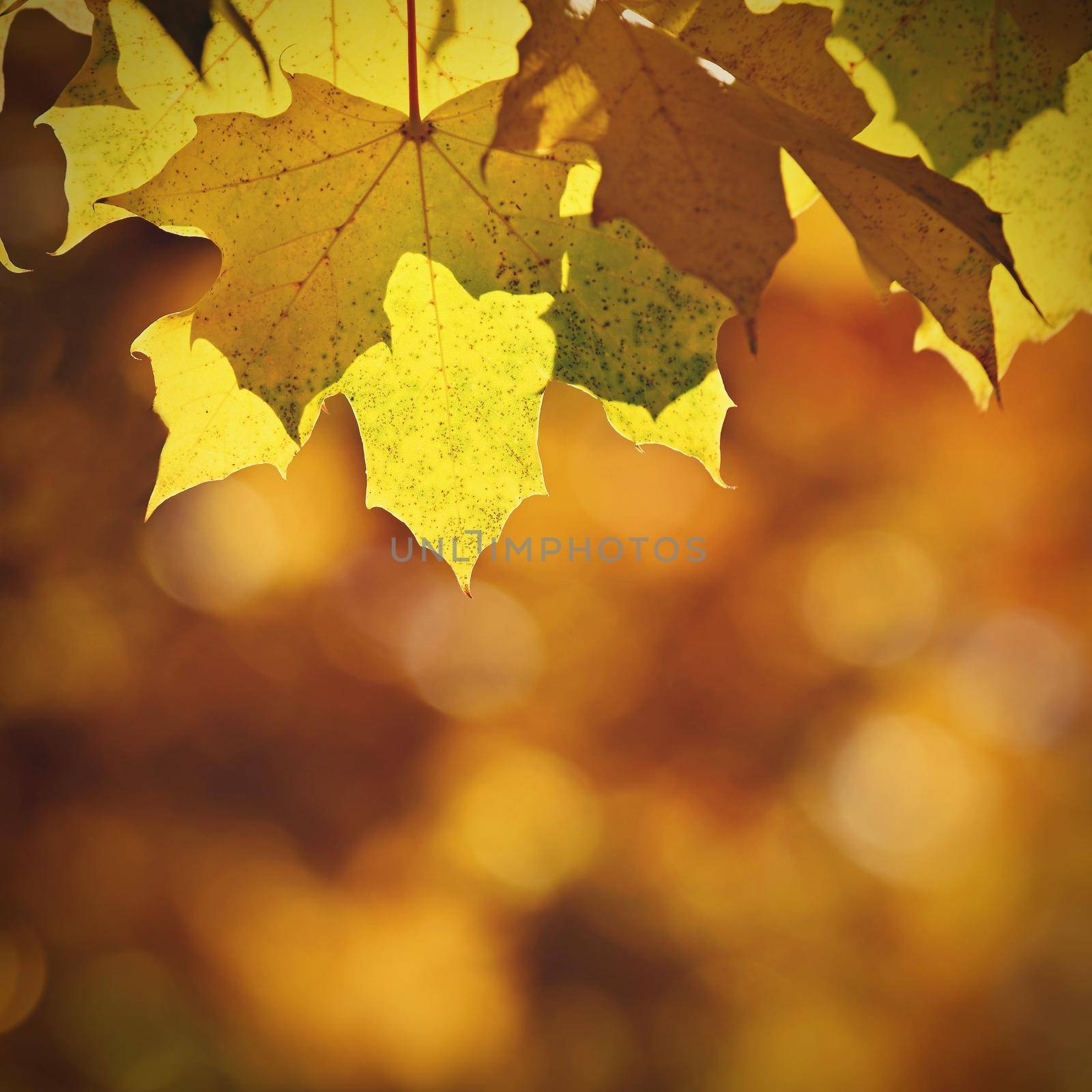 Autumn background. Beautiful colorful leaves in nature with the sun. Seasonal concept outdoors in autumn park. by Montypeter