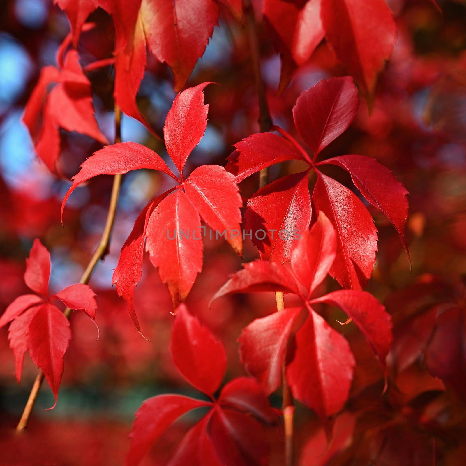 Autumn background. Beautiful colorful leaves in nature with the sun. Seasonal concept outdoors in autumn park. by Montypeter