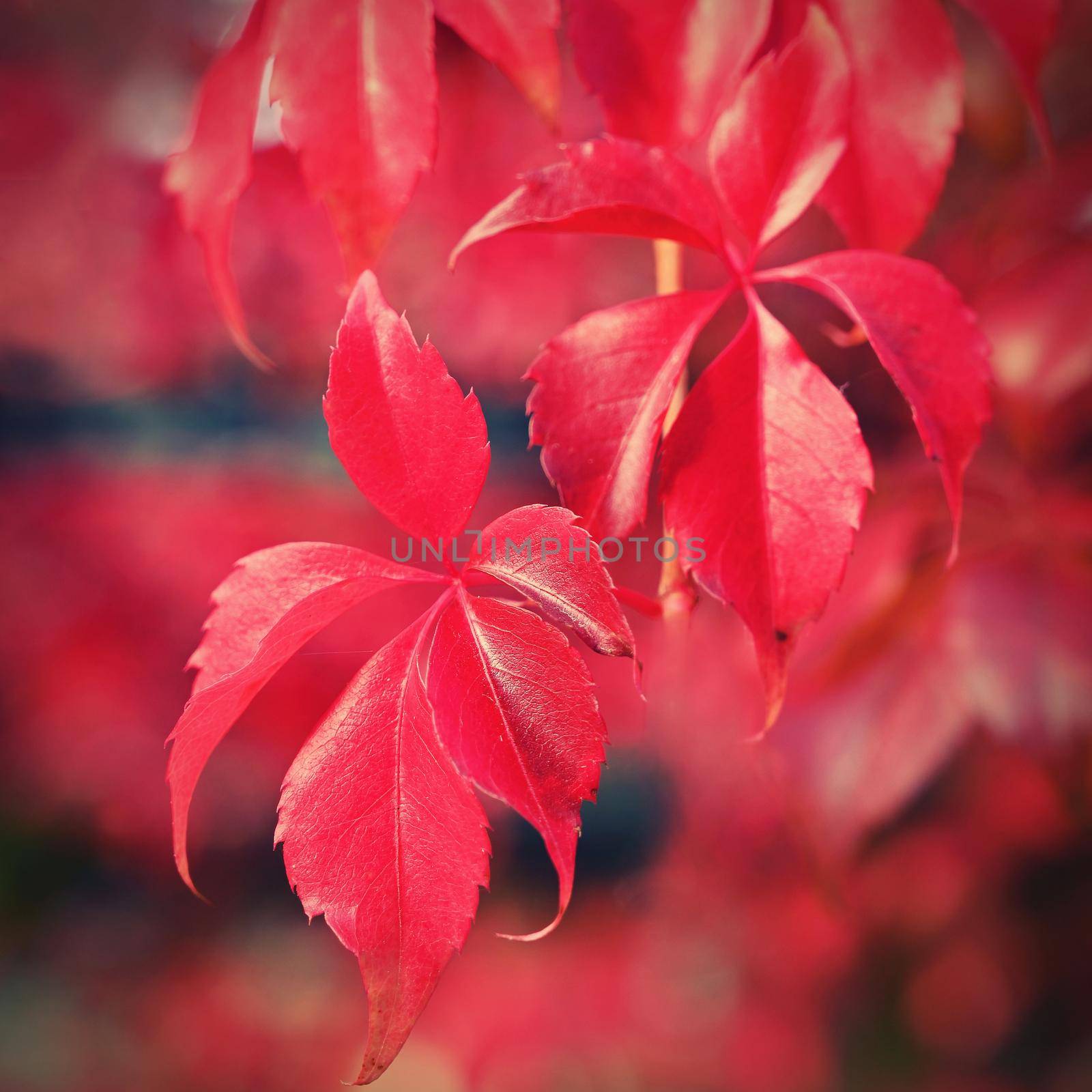 Autumn background. Beautiful colorful leaves in nature with the sun. Seasonal concept outdoors in autumn park. by Montypeter