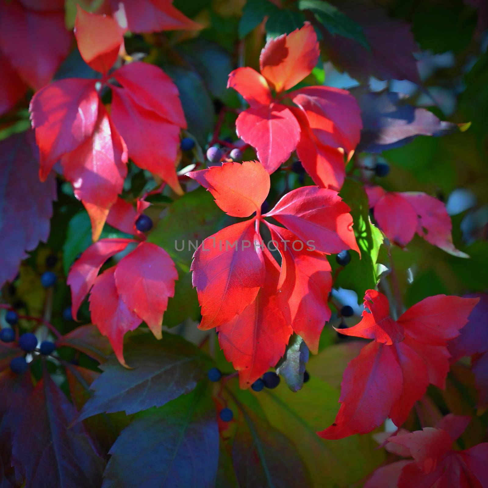 Autumn background. Beautiful colorful leaves in nature with the sun. Seasonal concept outdoors in autumn park. by Montypeter