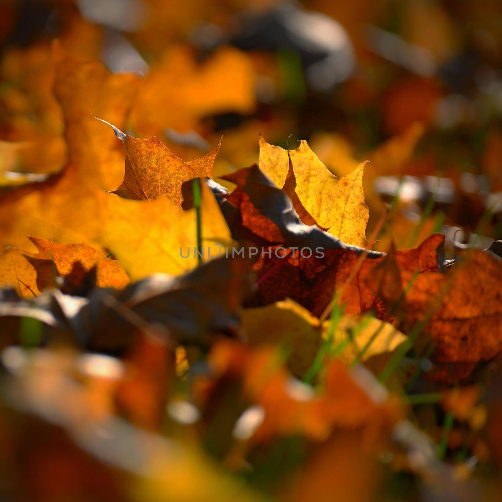 Autumn background. Beautiful colorful leaves in nature with the sun. Seasonal concept outdoors in autumn park.