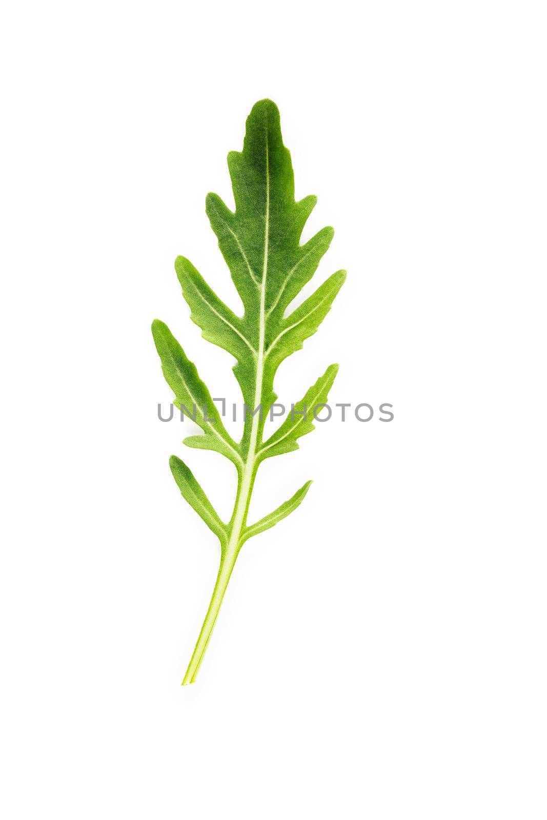 Arugula leaves isolated on white background. Closeup fresh wild rocket leaves on white background top view.