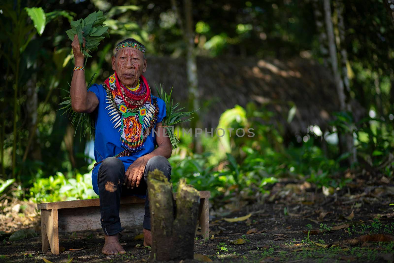 Nueva Loja, Sucumbios / Ecuador - September 2 2020: Old shaman of the Cofan nationality sitting on a small wooden bench performing a healing ritual in the middle of the Amazon jungle