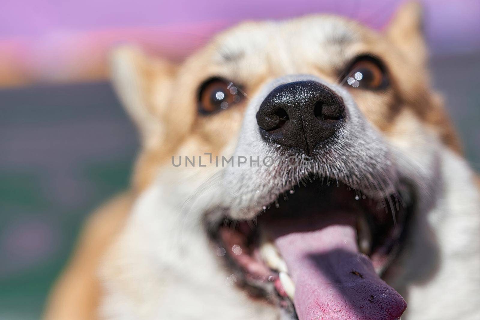 Black nose of a corgi dog in focus of the frame is buried in the camera by vizland