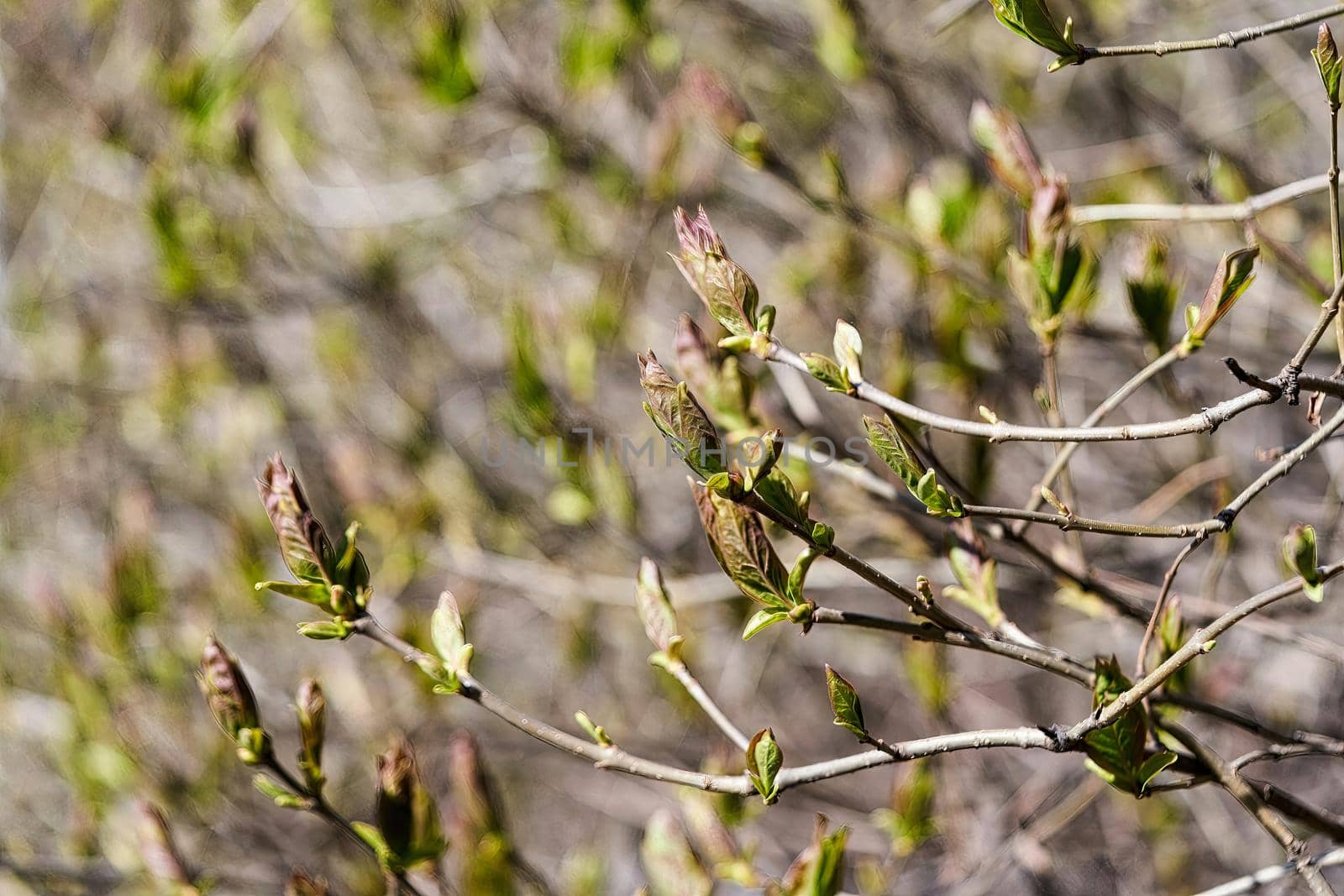 Young leaves bloom from buds on trees in spring. Close up