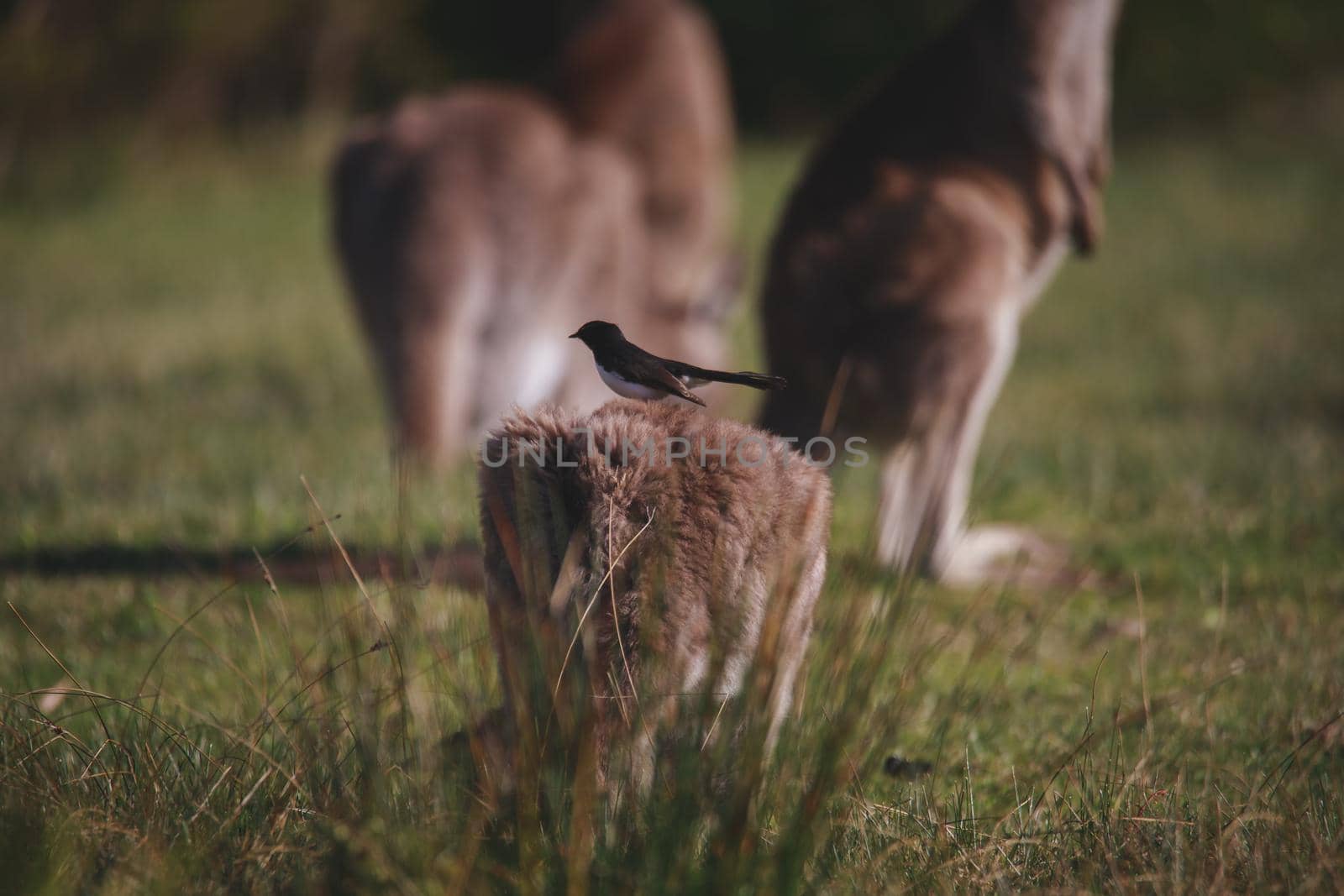 A very young Eastern Grey Kangaroo. High quality photo