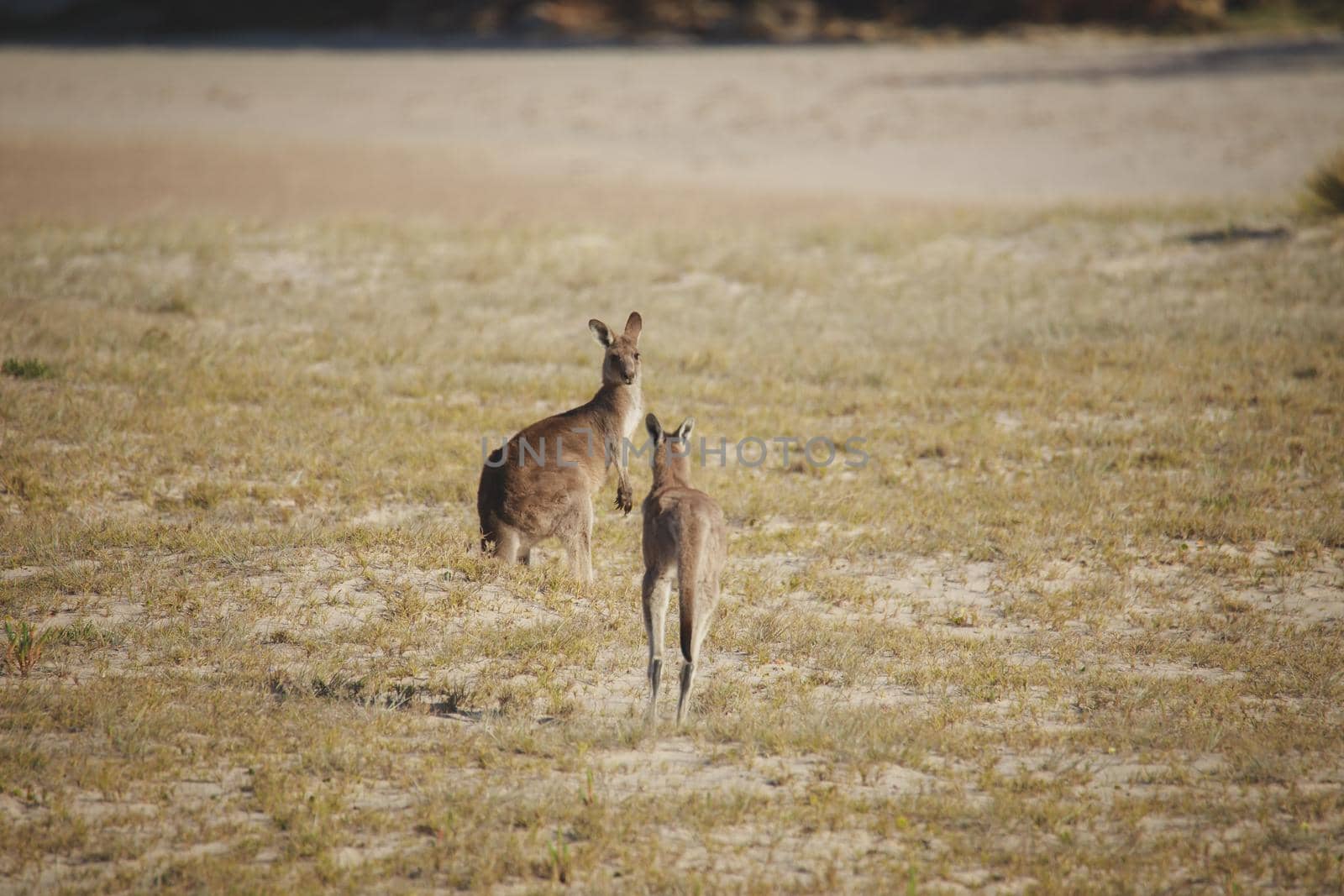 A very young Eastern Grey Kangaroo. by braydenstanfordphoto