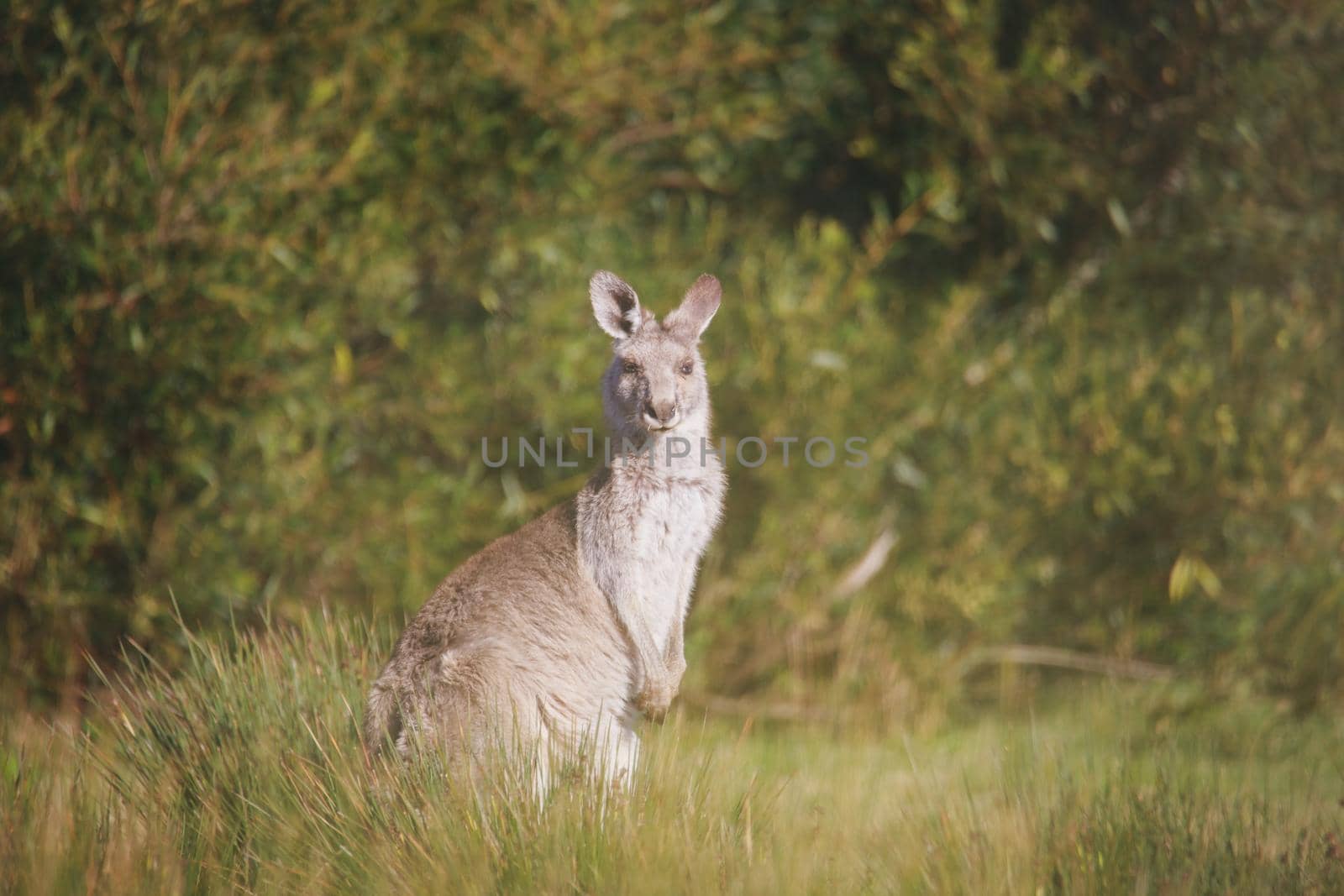 A very young Eastern Grey Kangaroo. by braydenstanfordphoto