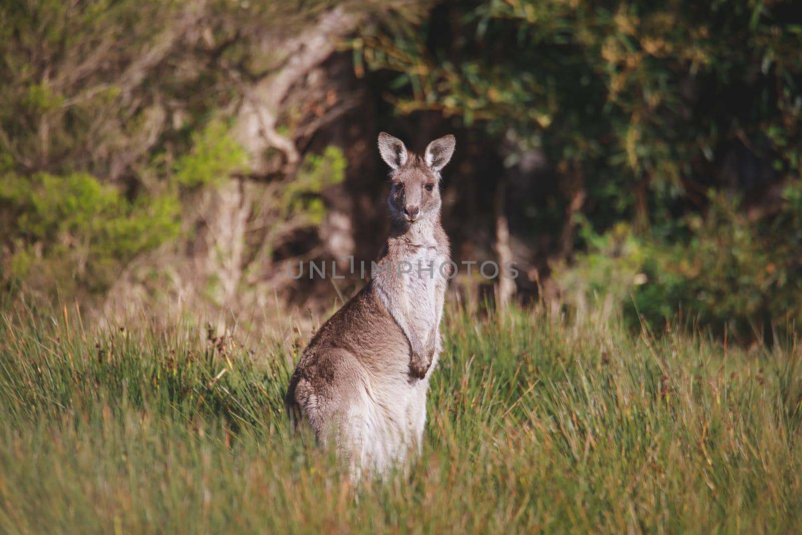 A very young Eastern Grey Kangaroo. by braydenstanfordphoto