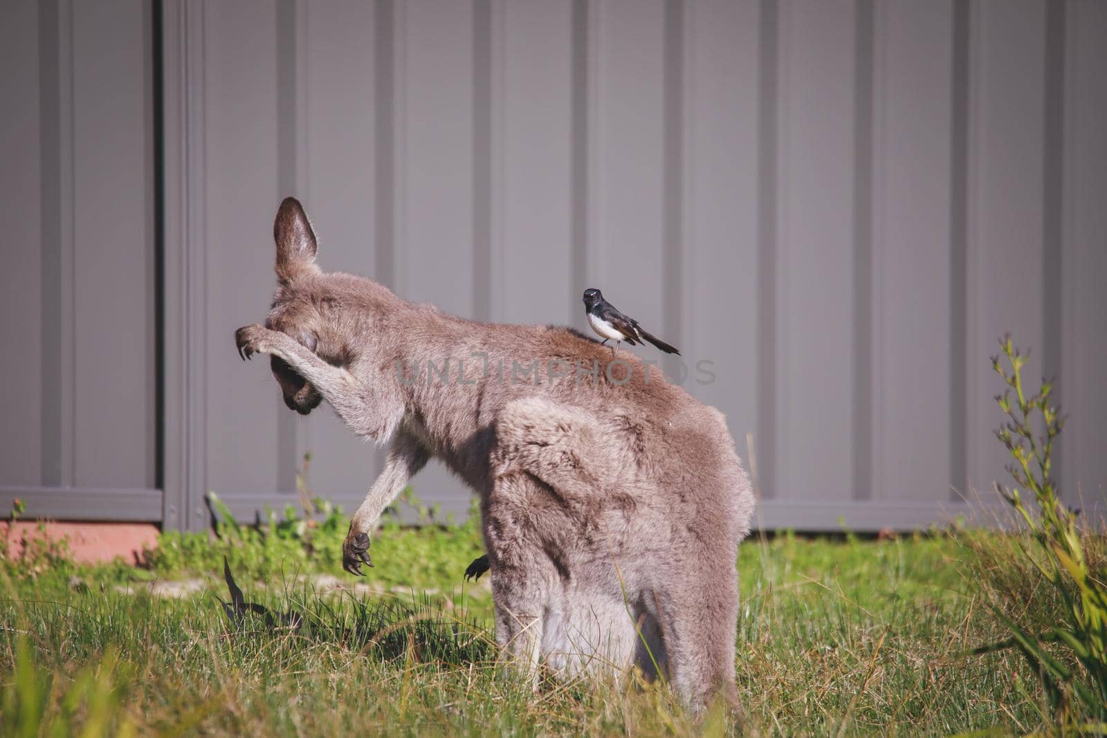A very young Eastern Grey Kangaroo. by braydenstanfordphoto