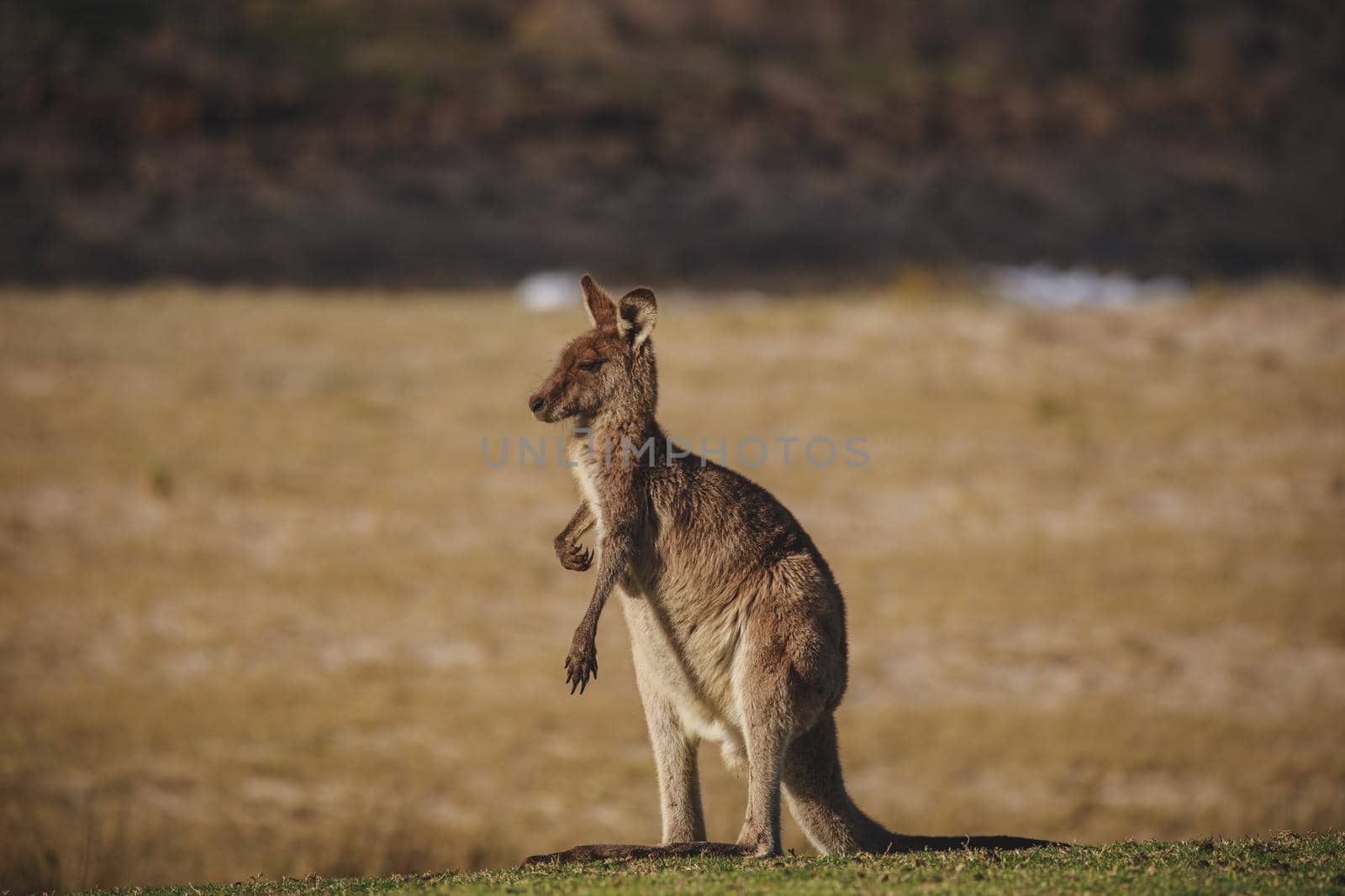 A very young Eastern Grey Kangaroo. High quality photo