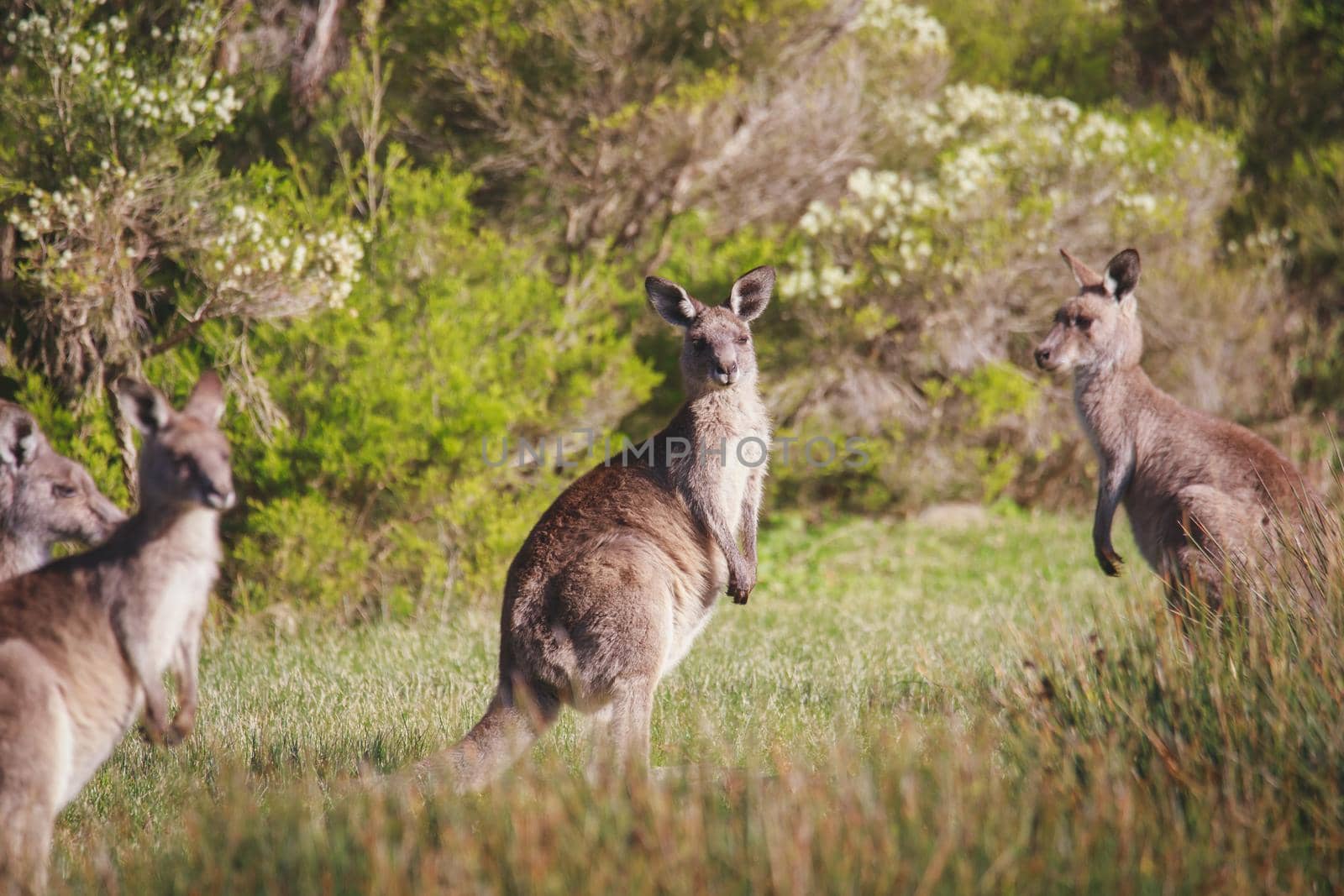 A very young Eastern Grey Kangaroo. High quality photo