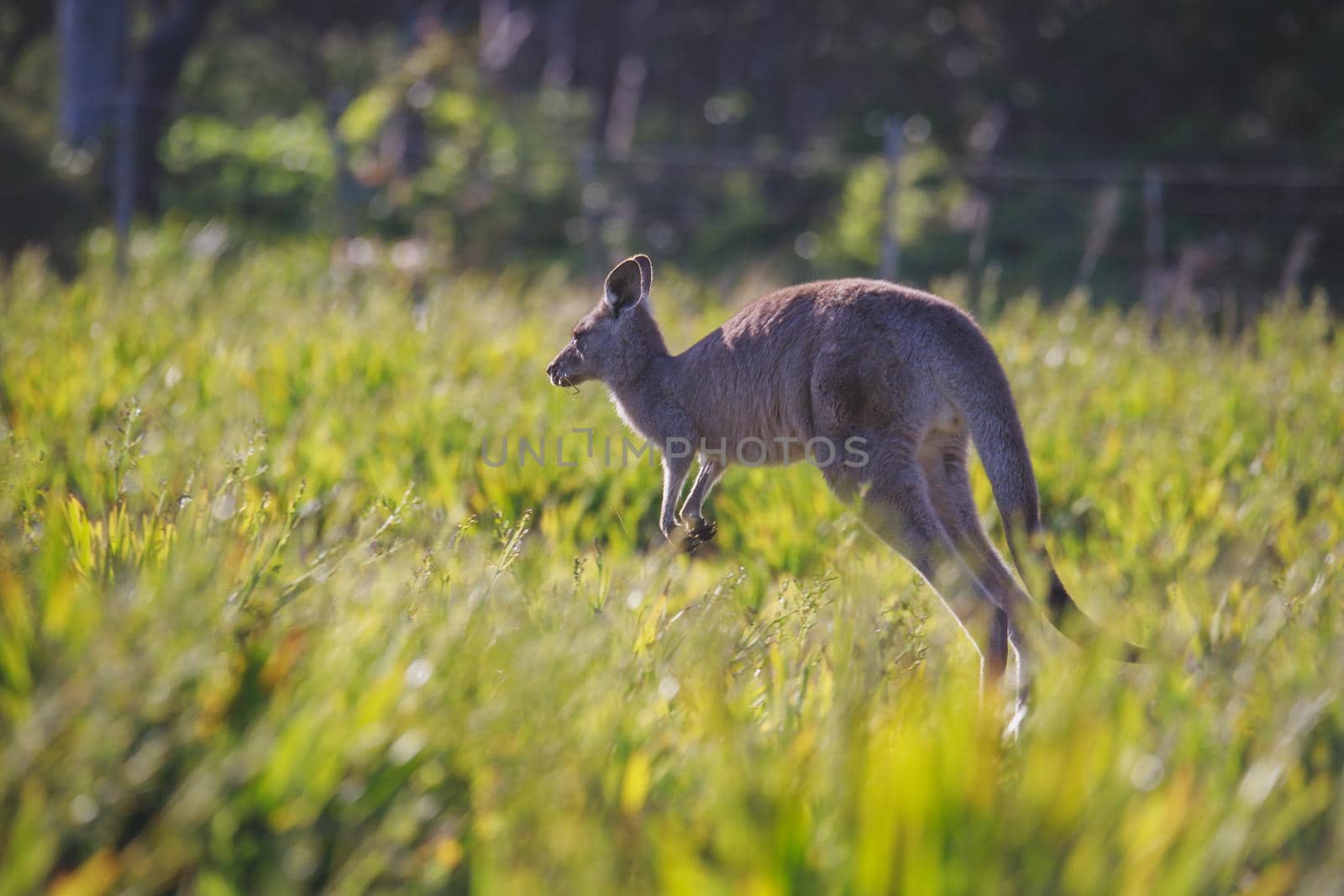 A very young Eastern Grey Kangaroo. by braydenstanfordphoto